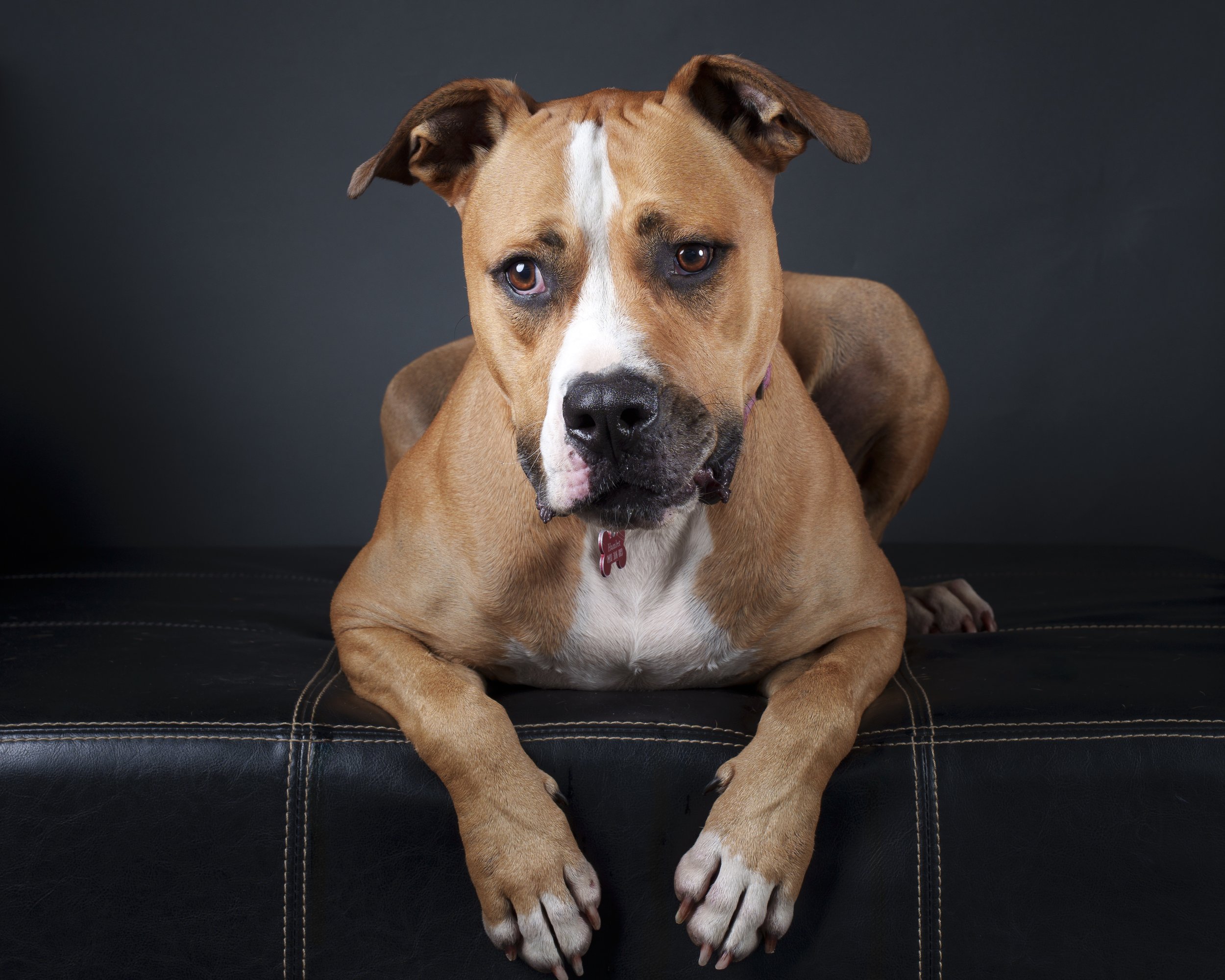 Brisbane pet photographer.jpg