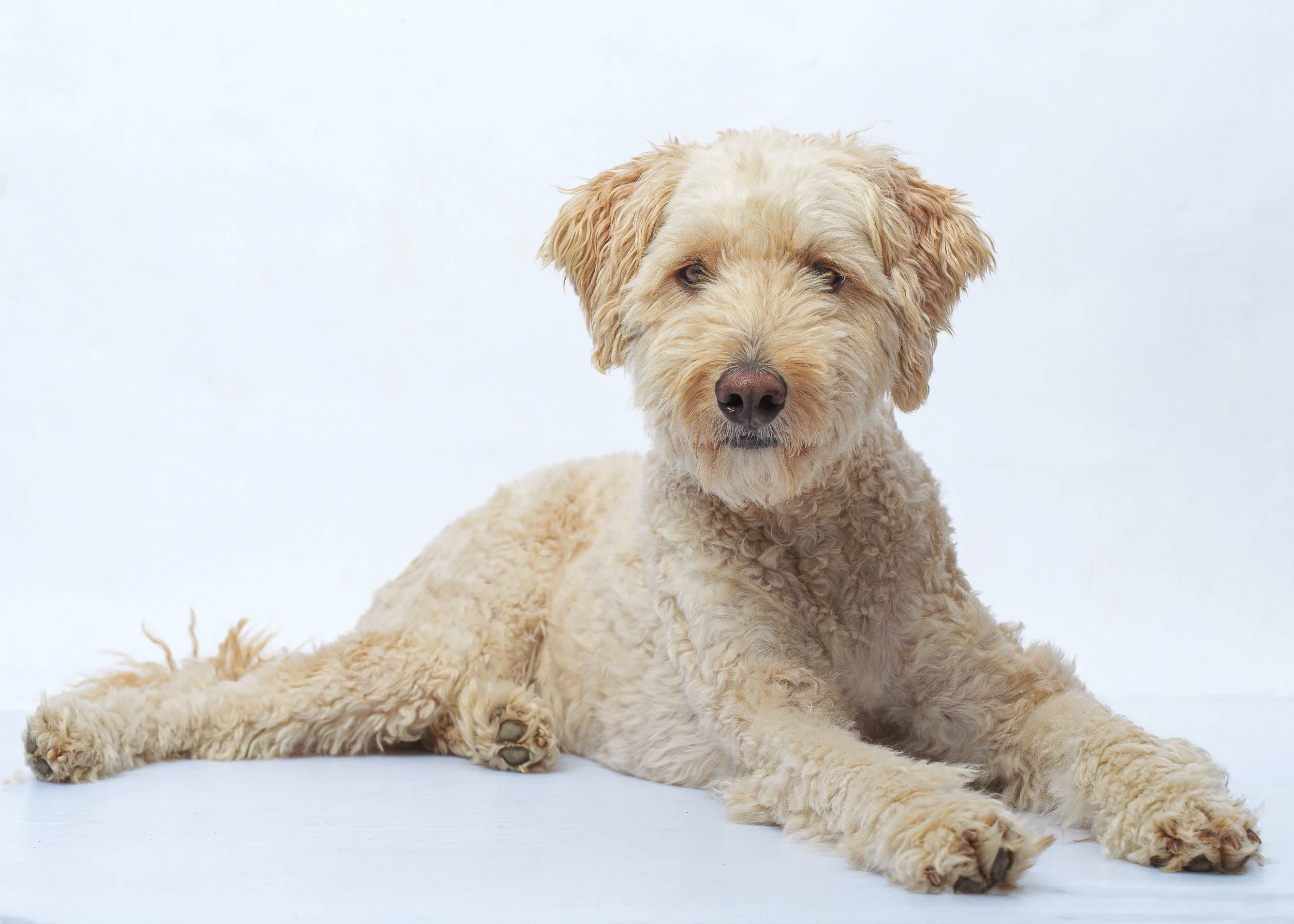 Brisbane pet photographer.png