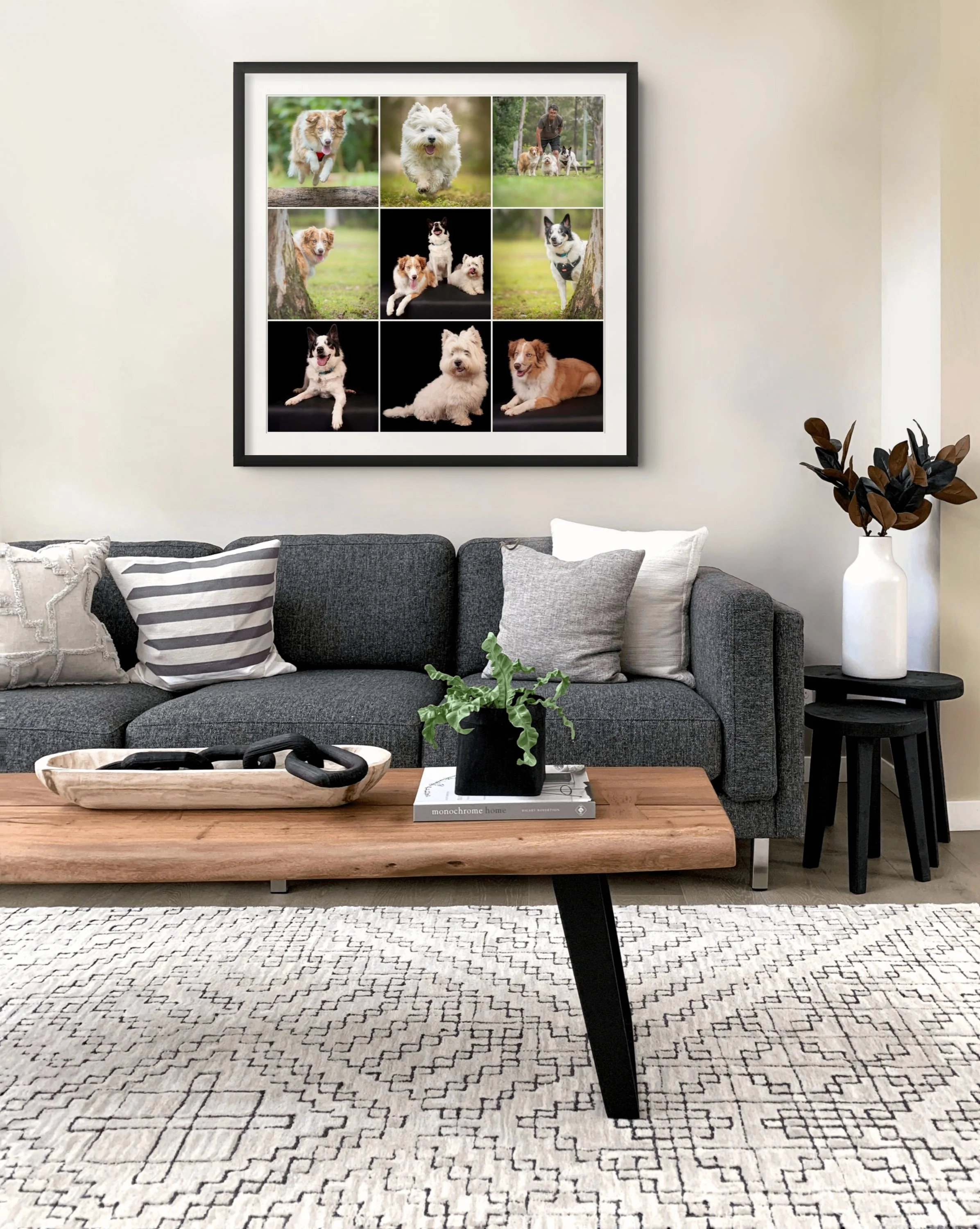 pet photography brisbane The gap