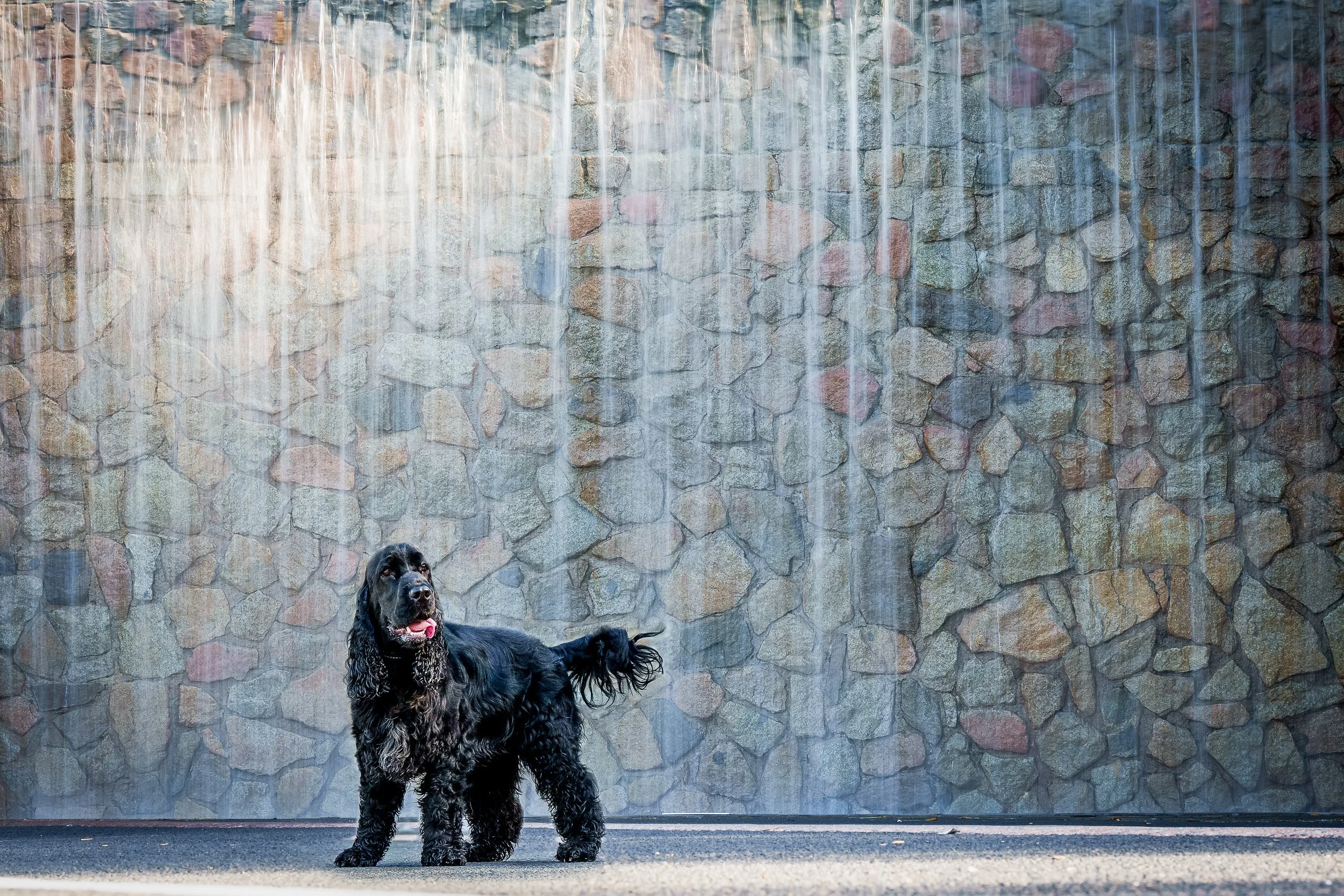 Brisbane Pet Photographer  Roma street 