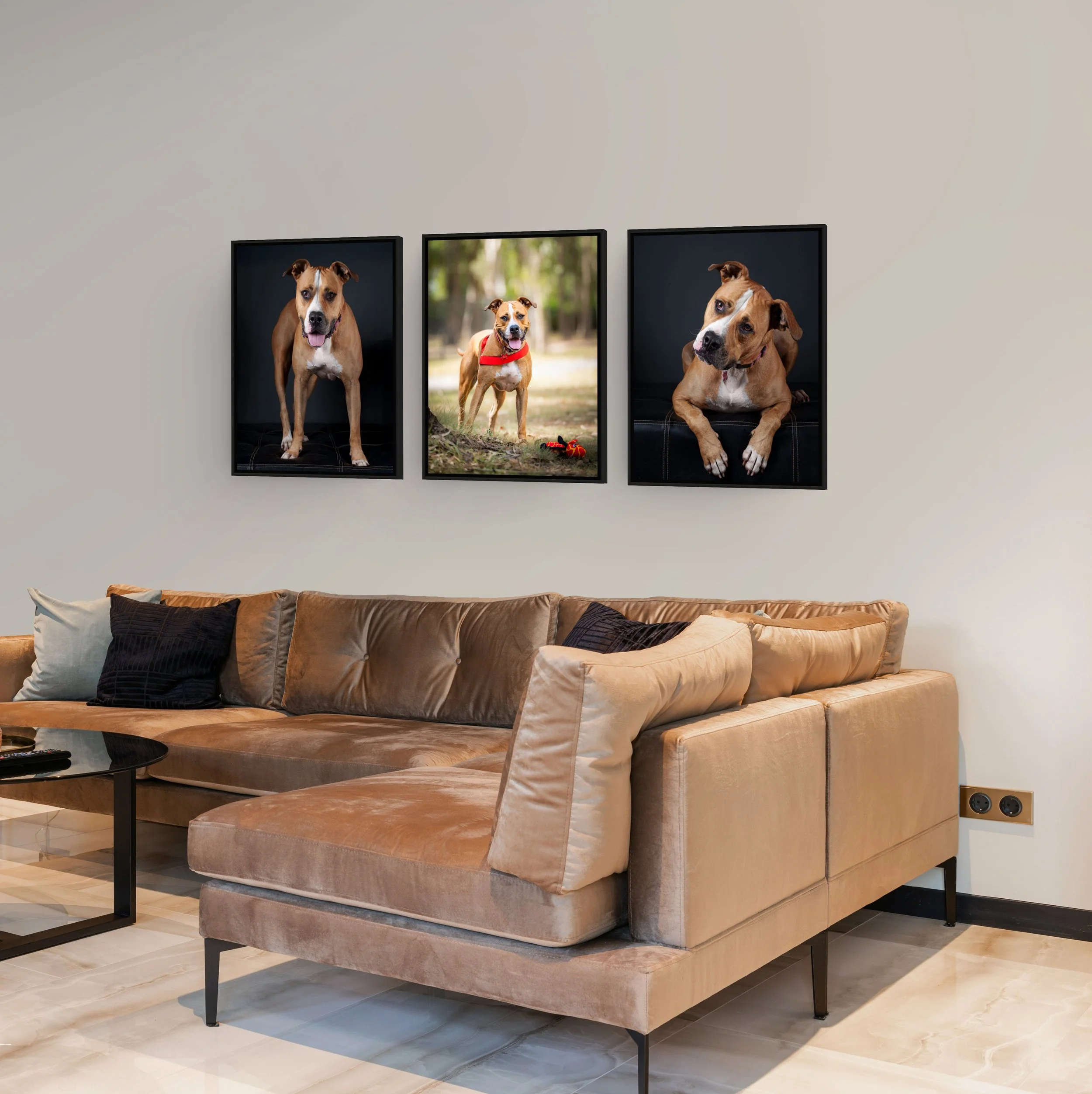 dog portraits Brisbane