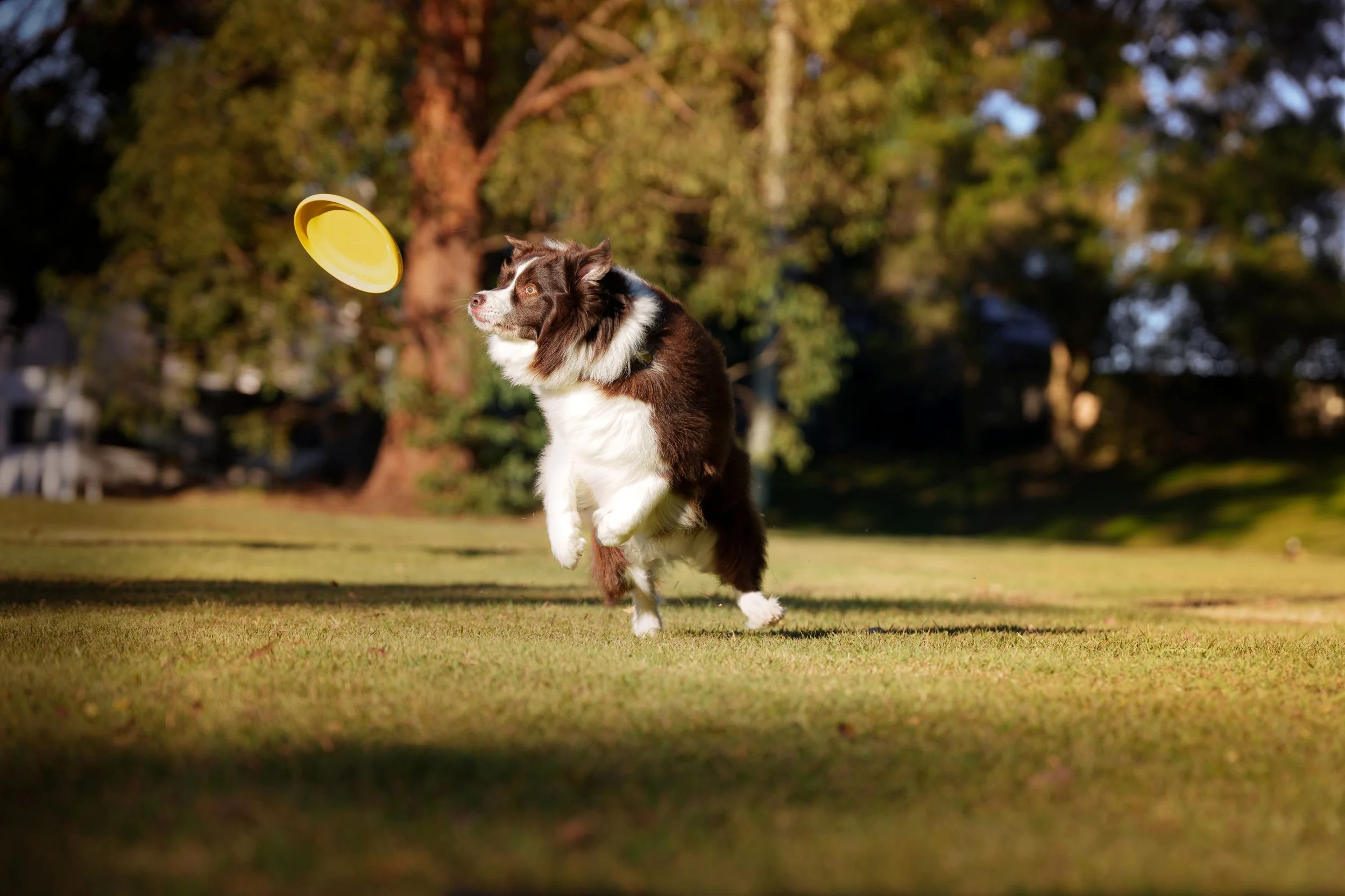 dog photography Brisbane