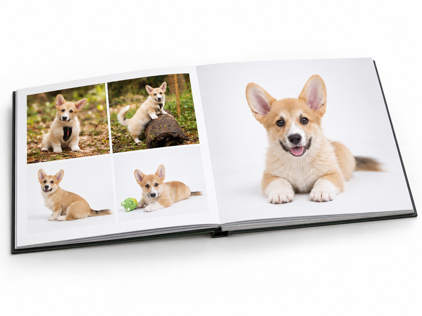 Corgi dog 10x10 inch album