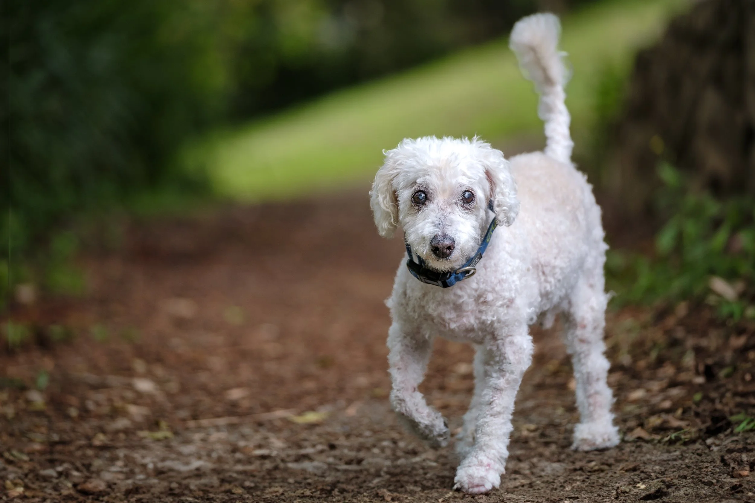 pet photograhy Brisbane northside