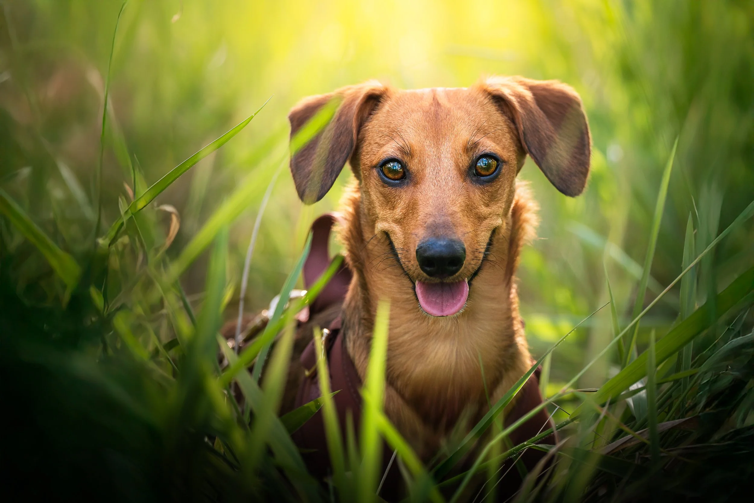 Brisbane pet photographer.JPG