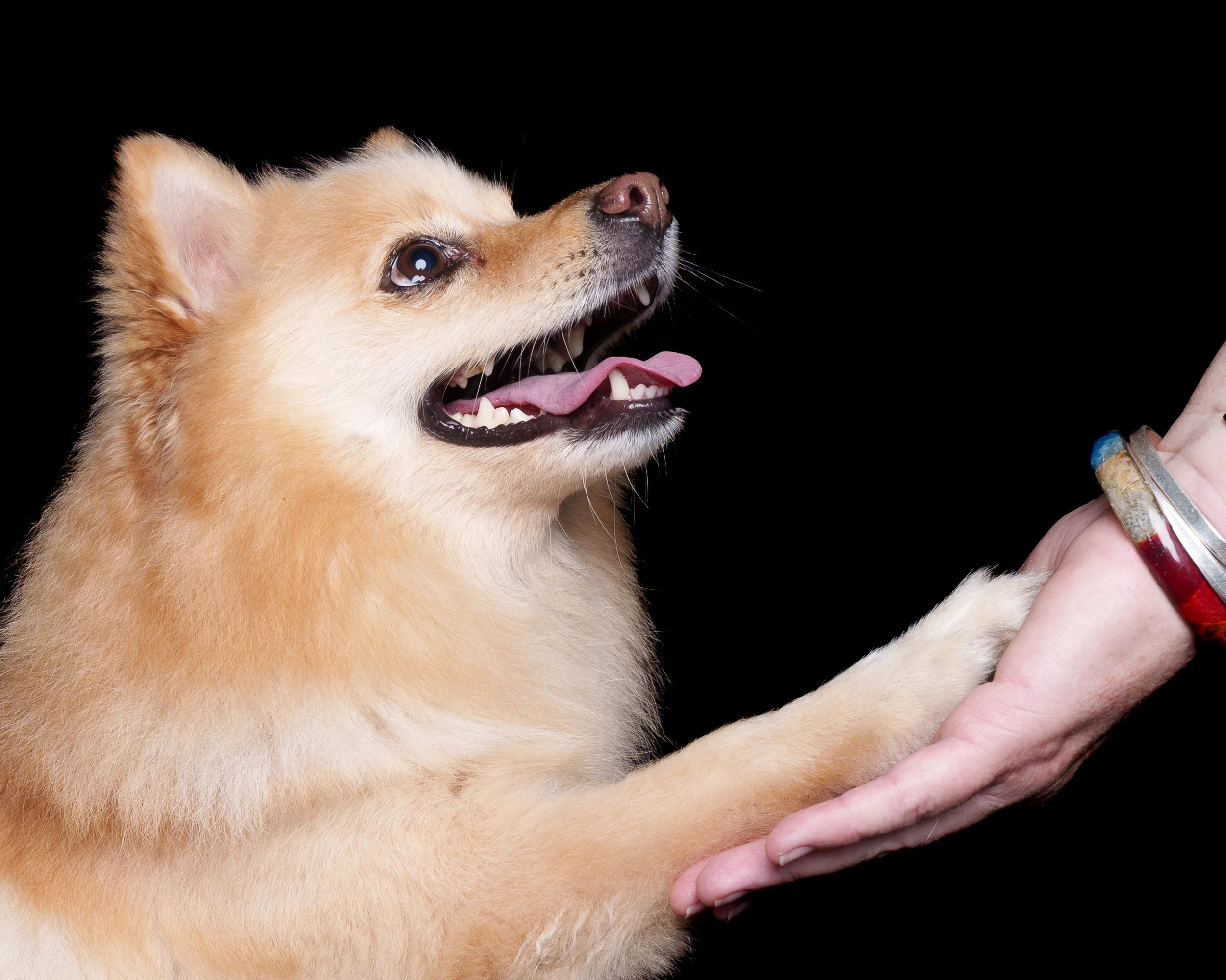 pet photography Brisbane.JPG