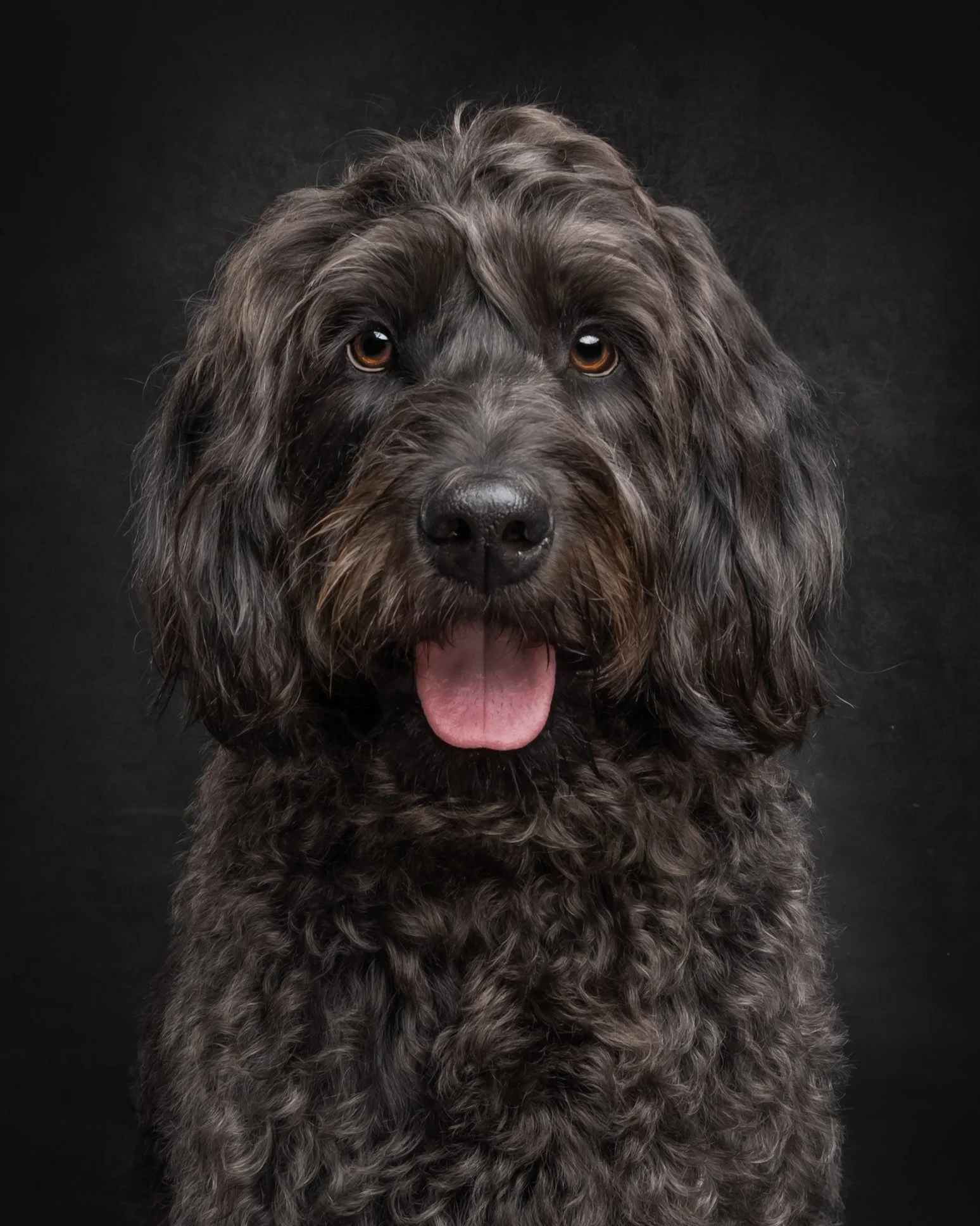 Emotional dog portrait by Champagne Photography