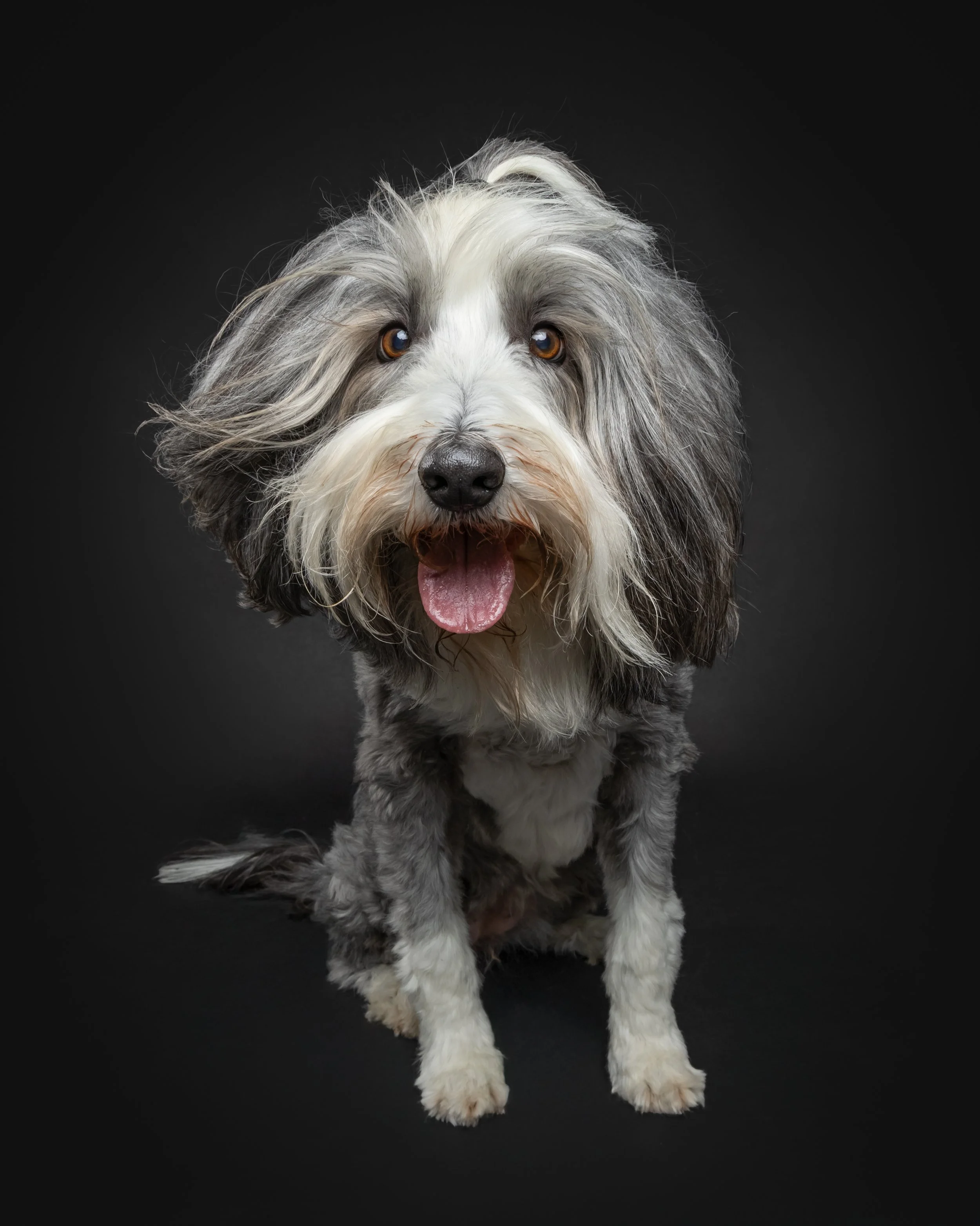 Studio dog portrait port Perry
