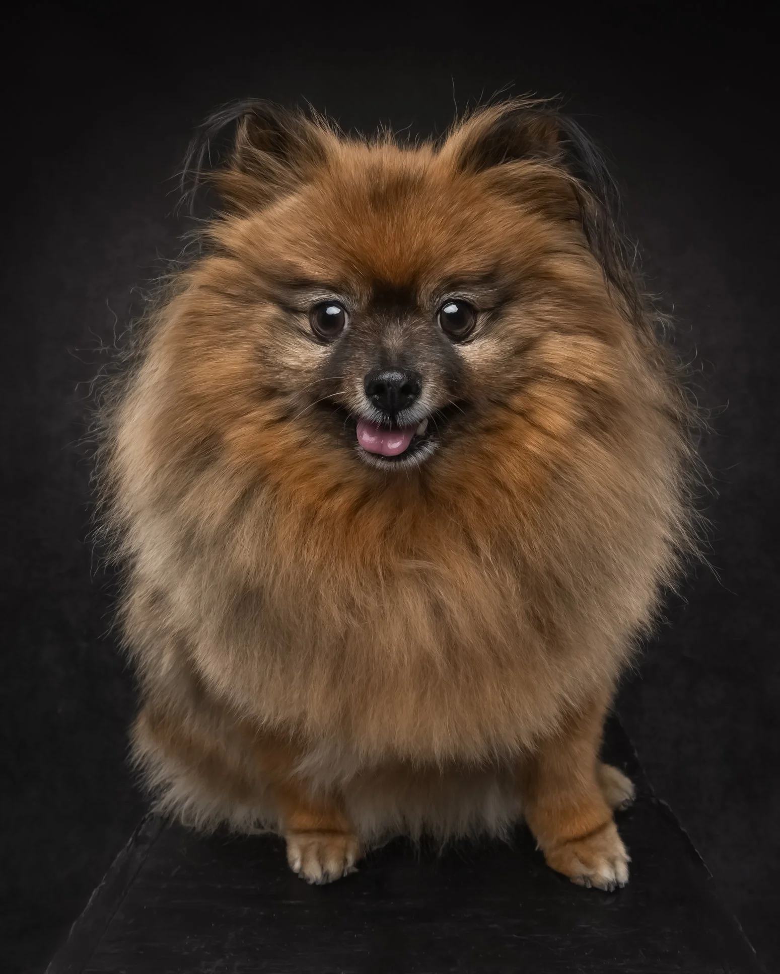 A fluffy brown Pomeranian dog with a black nose and pink tongue is sitting on a black surface with a dark background.