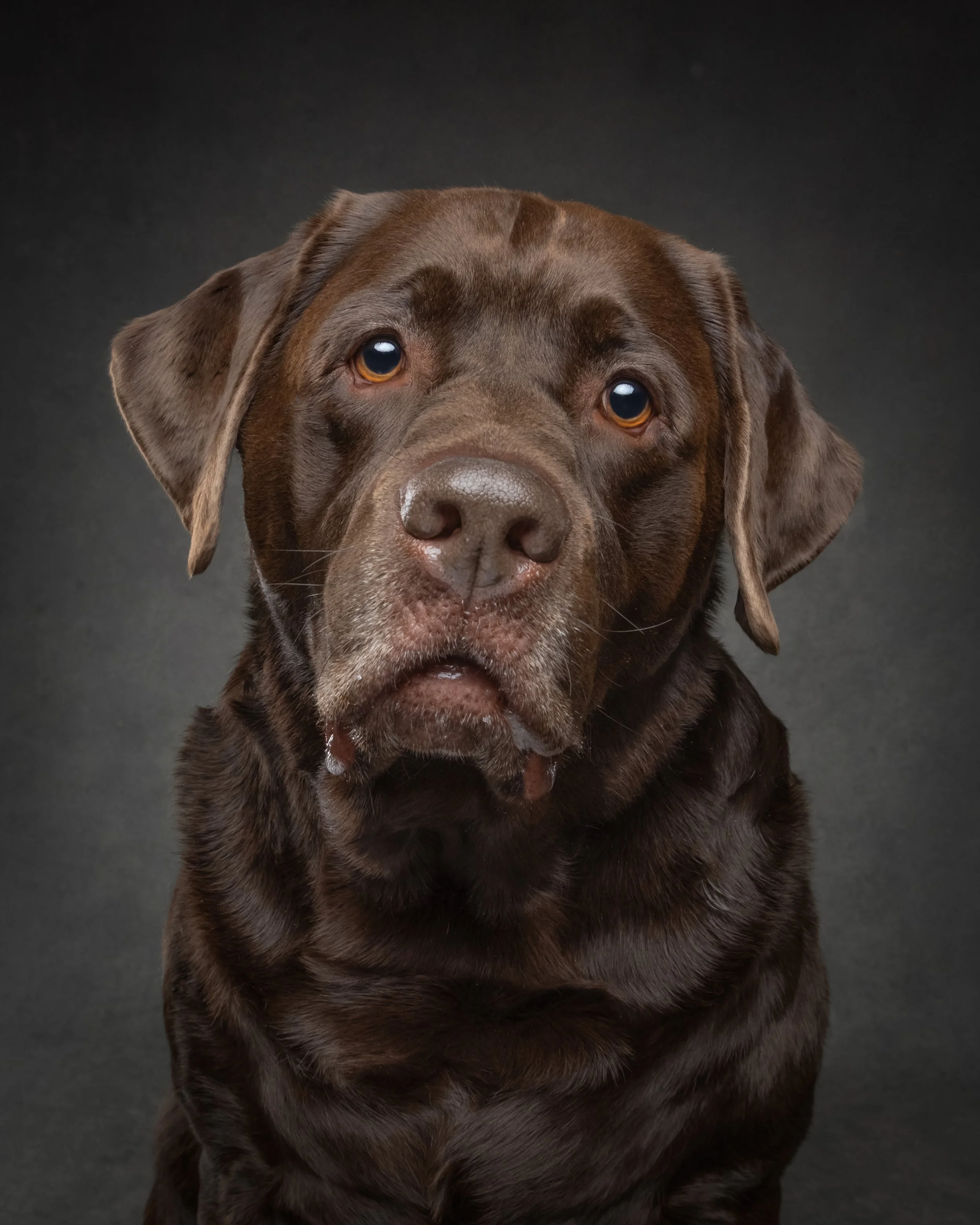 Is Your Dog Ready for a Dog Photoshoot? Probably More Than You Think
