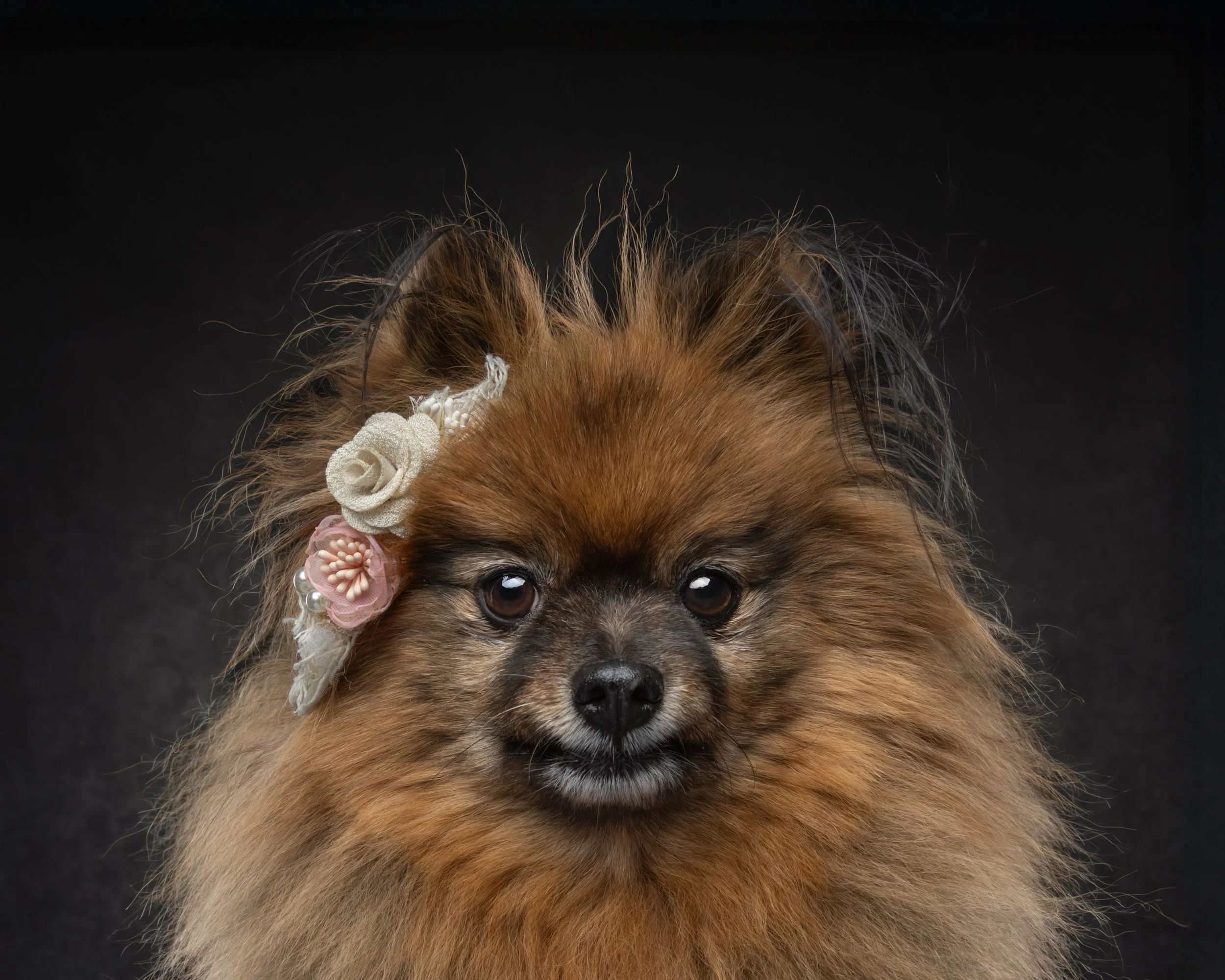 CHEWY FINAL--5.jpg
