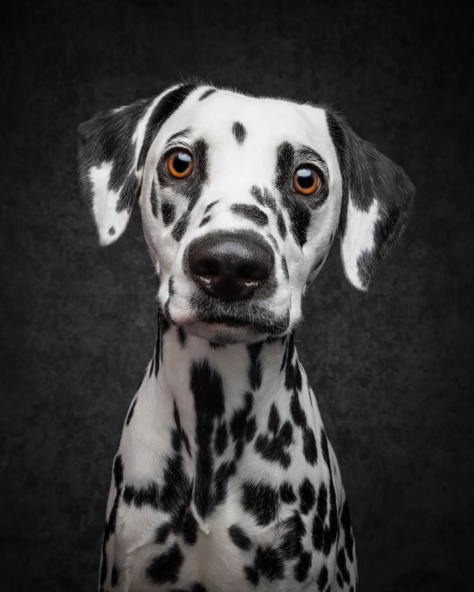 Luxury dog photographer serving Durham Region