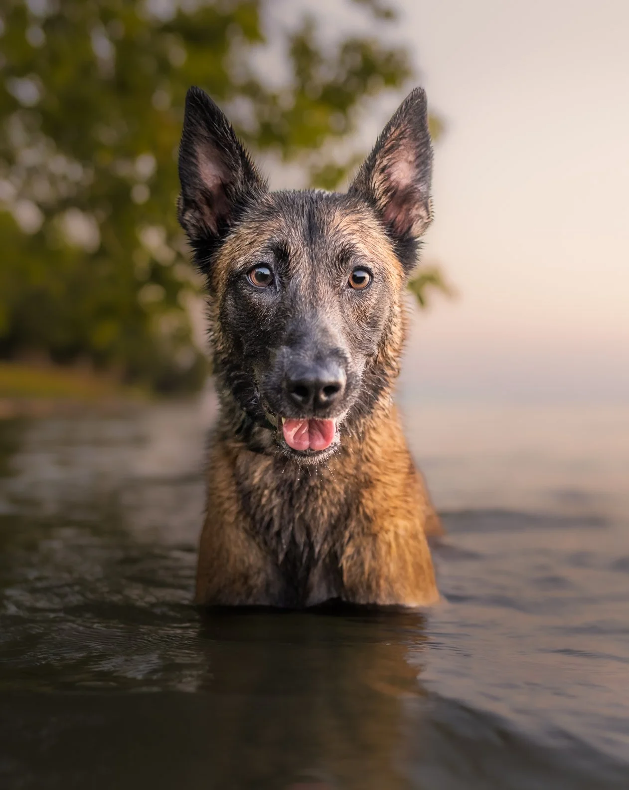 Professional pet photography in Port Perry and surrounding areas