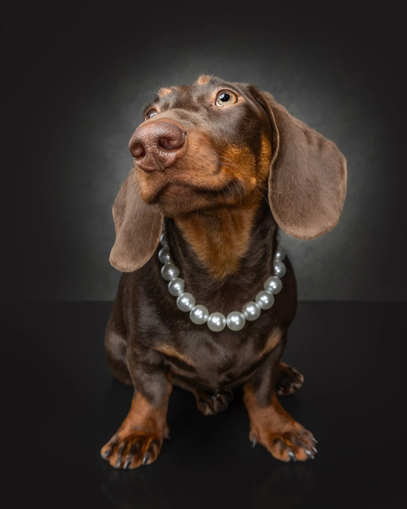 A brown dachshund wearing a pearl necklace, sitting on a black surface against a dark background.