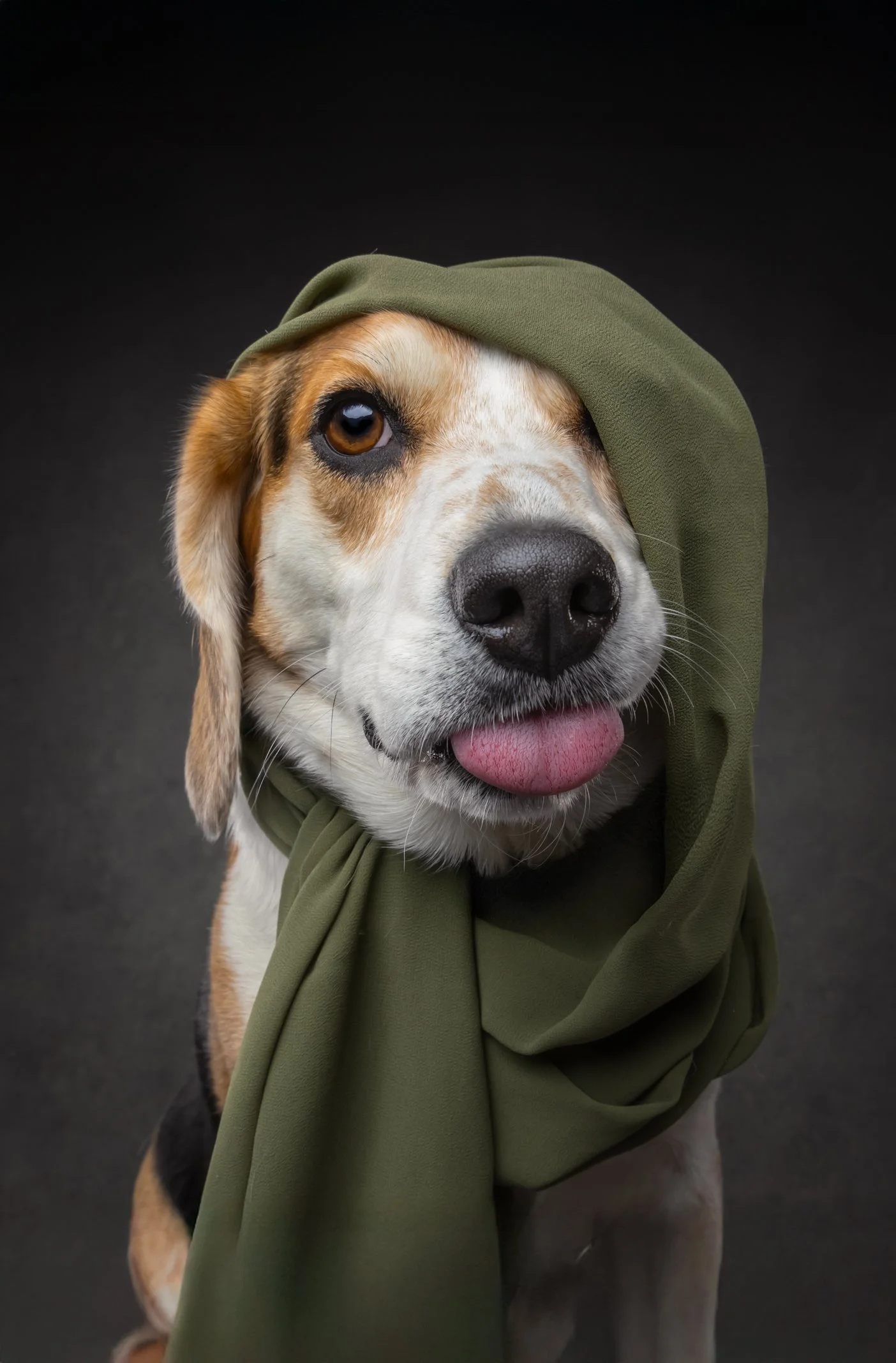 A dog with brown and white fur wearing an olive green hoodie against a black background, with its tongue slightly out.
