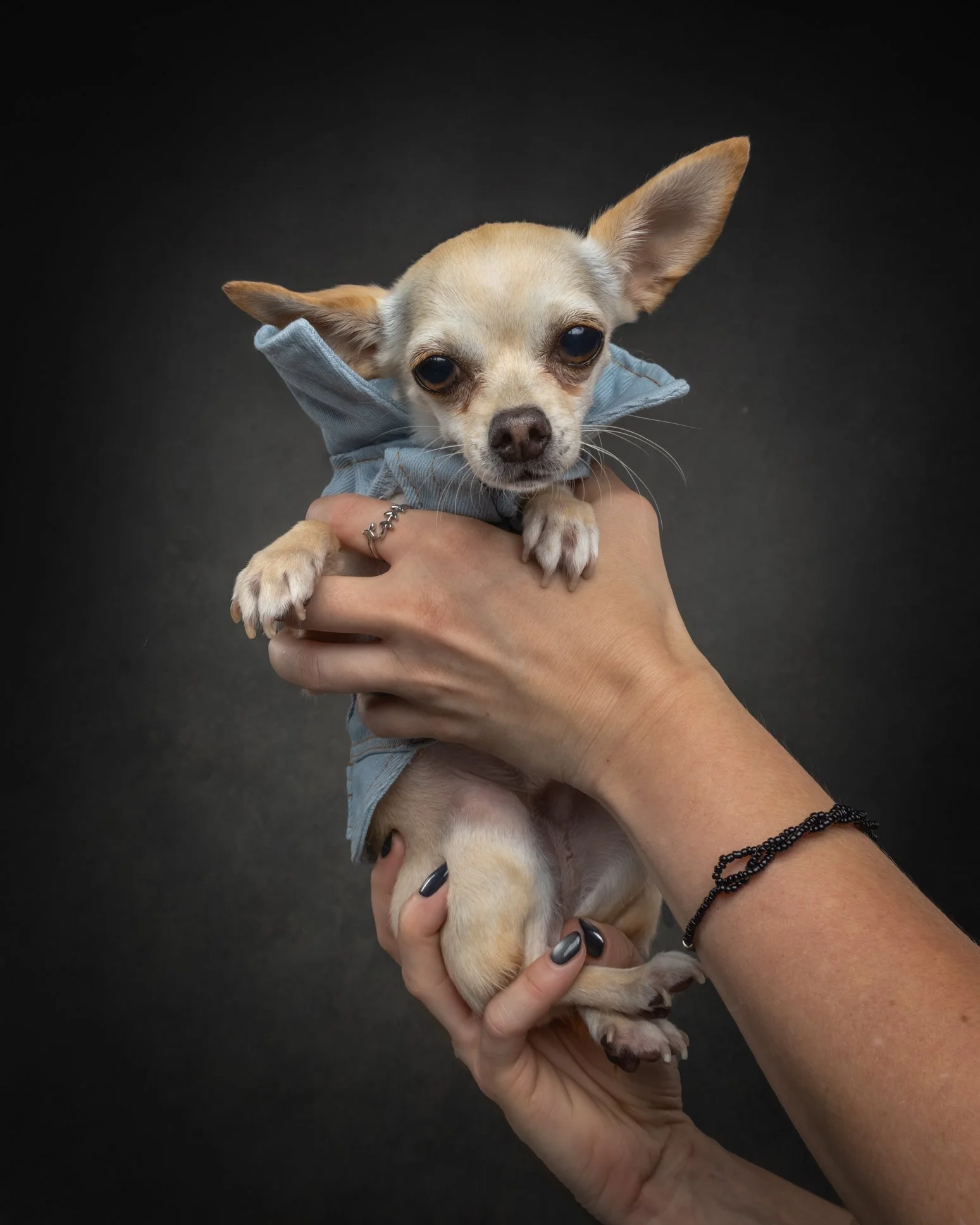 A small tan Chihuahua dog wearing a light blue hoodie being held by a person's hands against a black background.