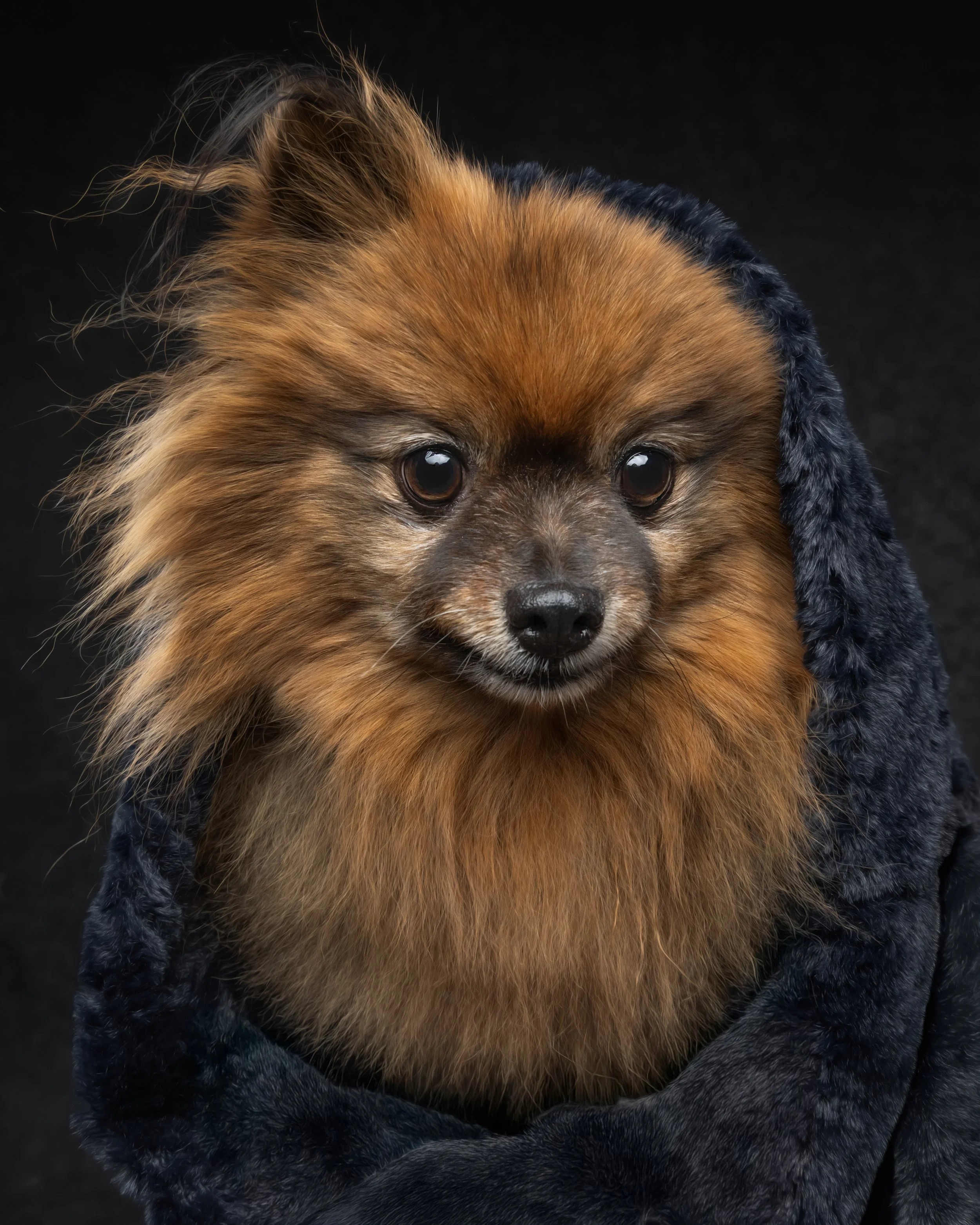 CHEWY FINAL--6.jpg