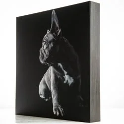 Black canvas print of a French Bulldog with a dark background