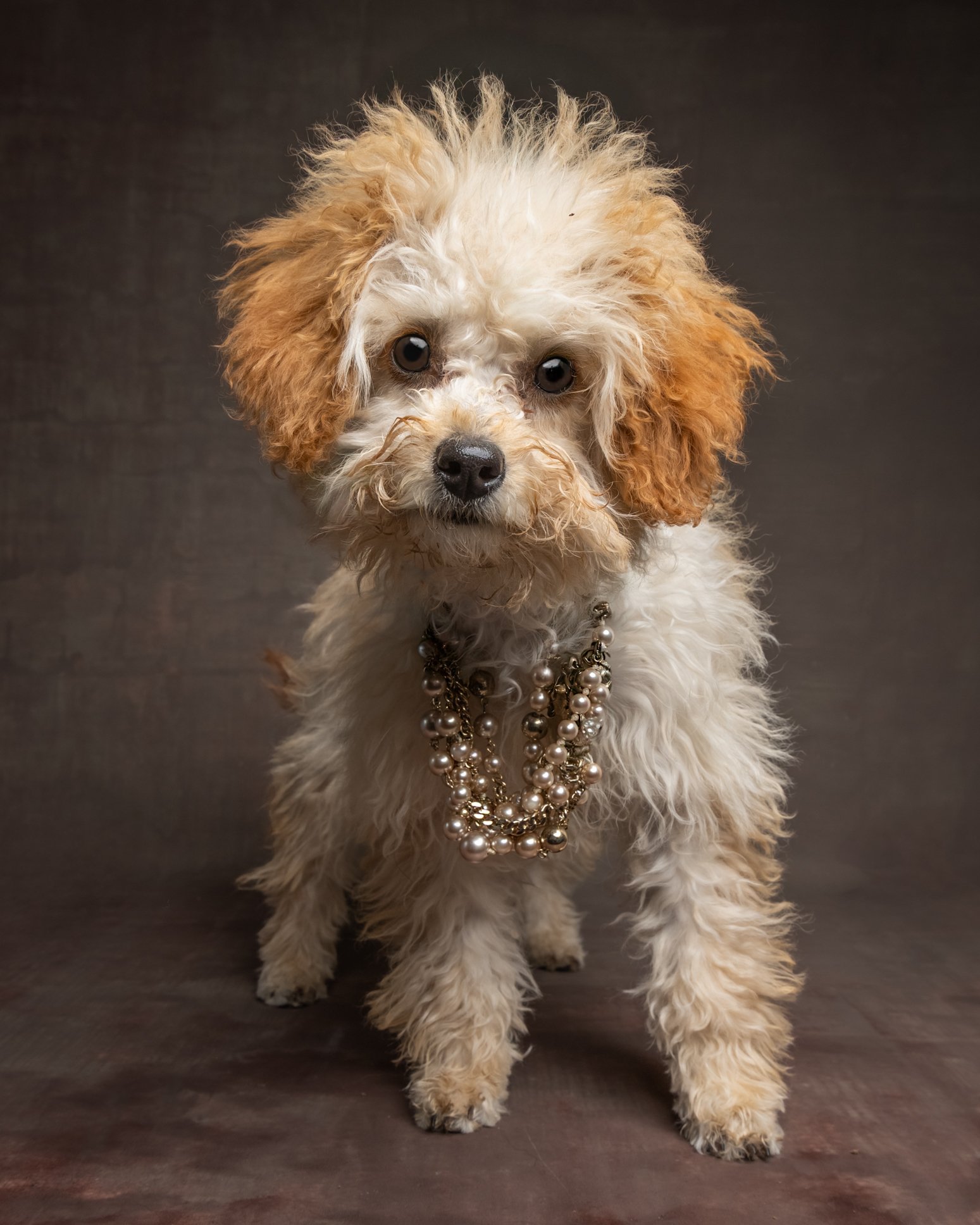 Durham Region dog photographer creating soulful portraits
