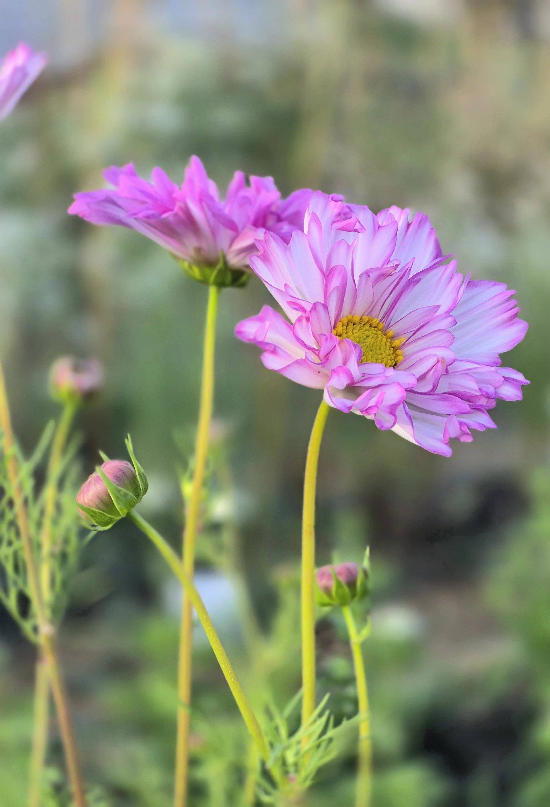 cosmos pink and white- farm to vase- flower farming france.jpg