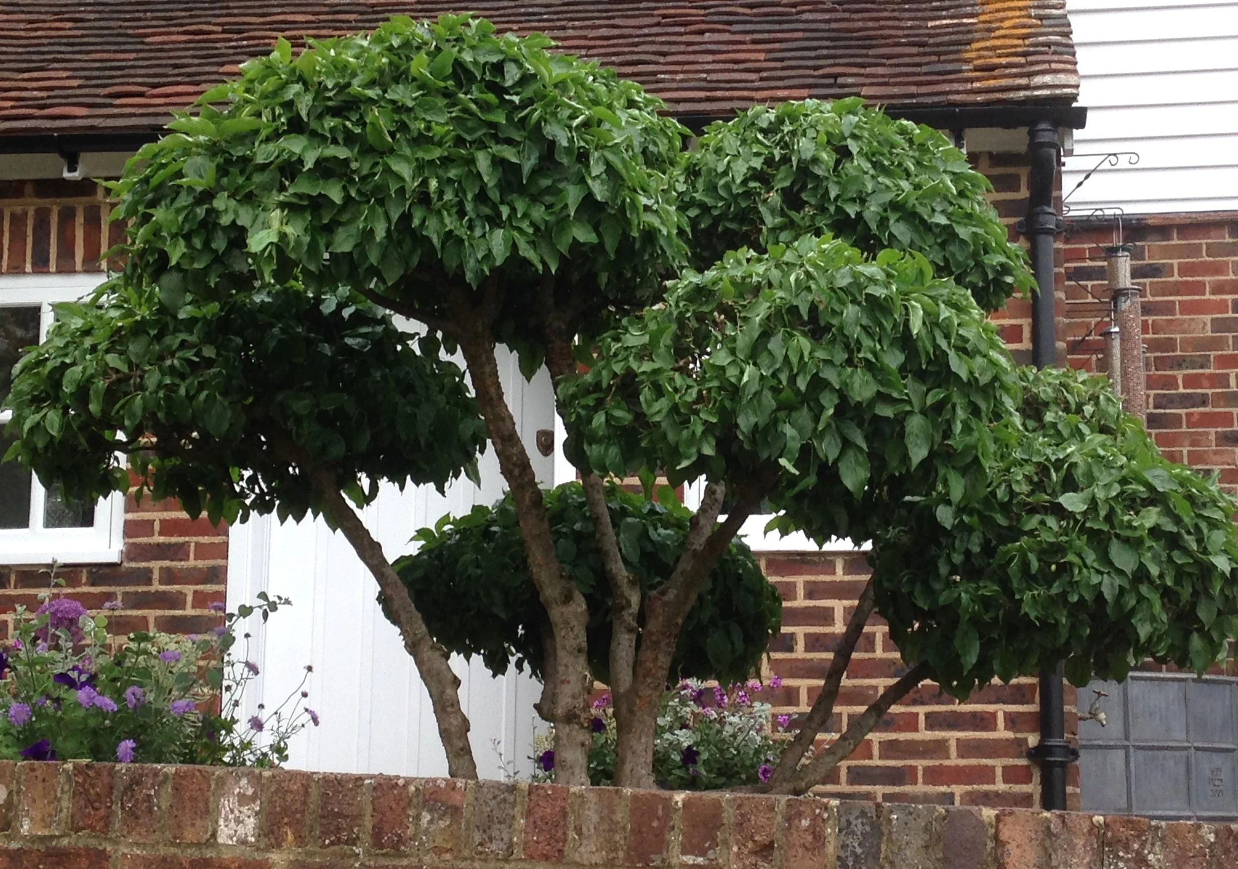 Niwaki pruned tree.JPG