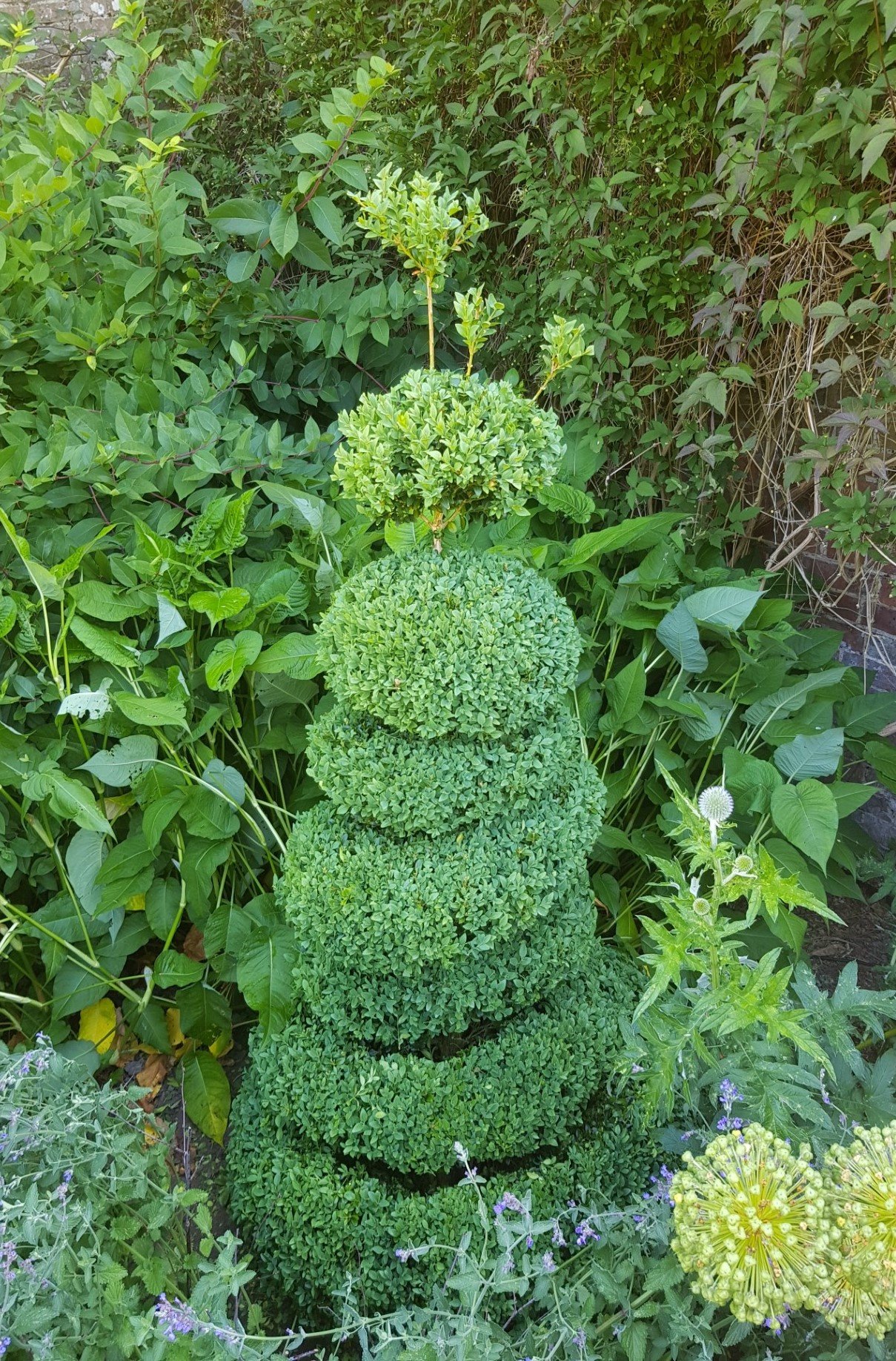 topiary training.jpg