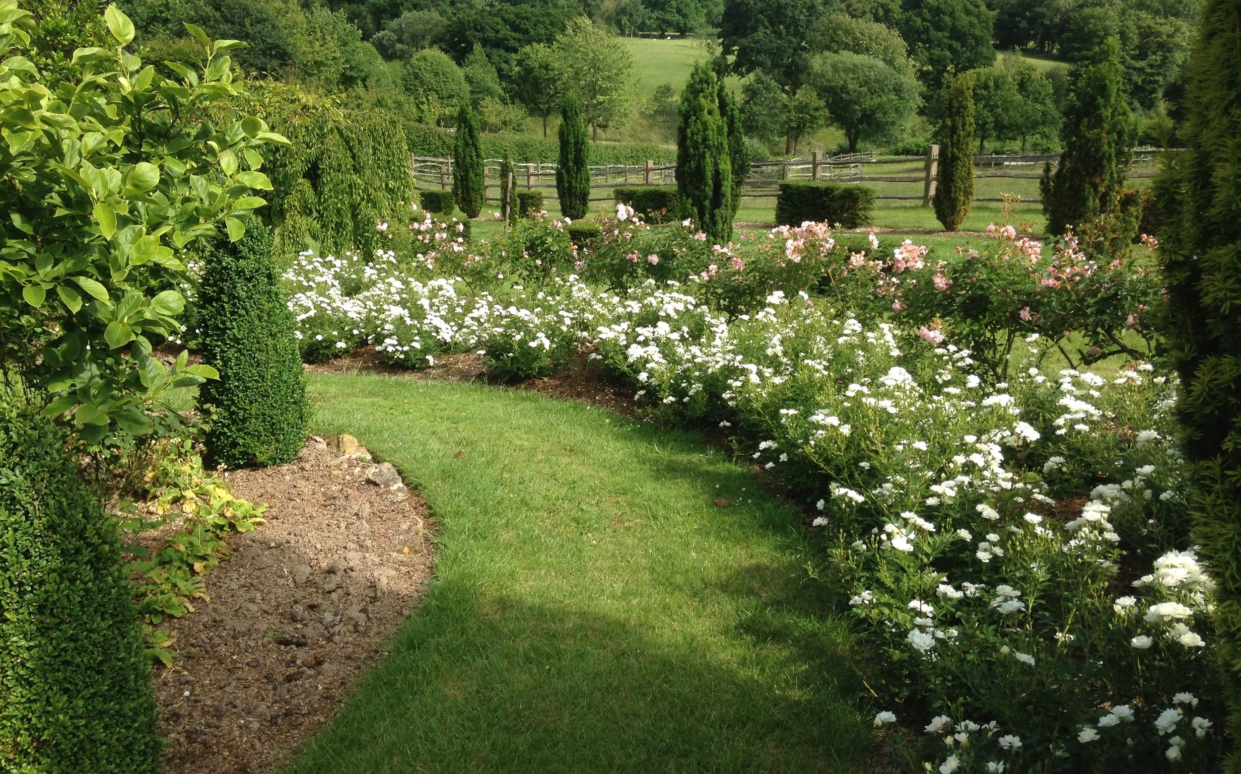 rose garden perennial planting.JPG