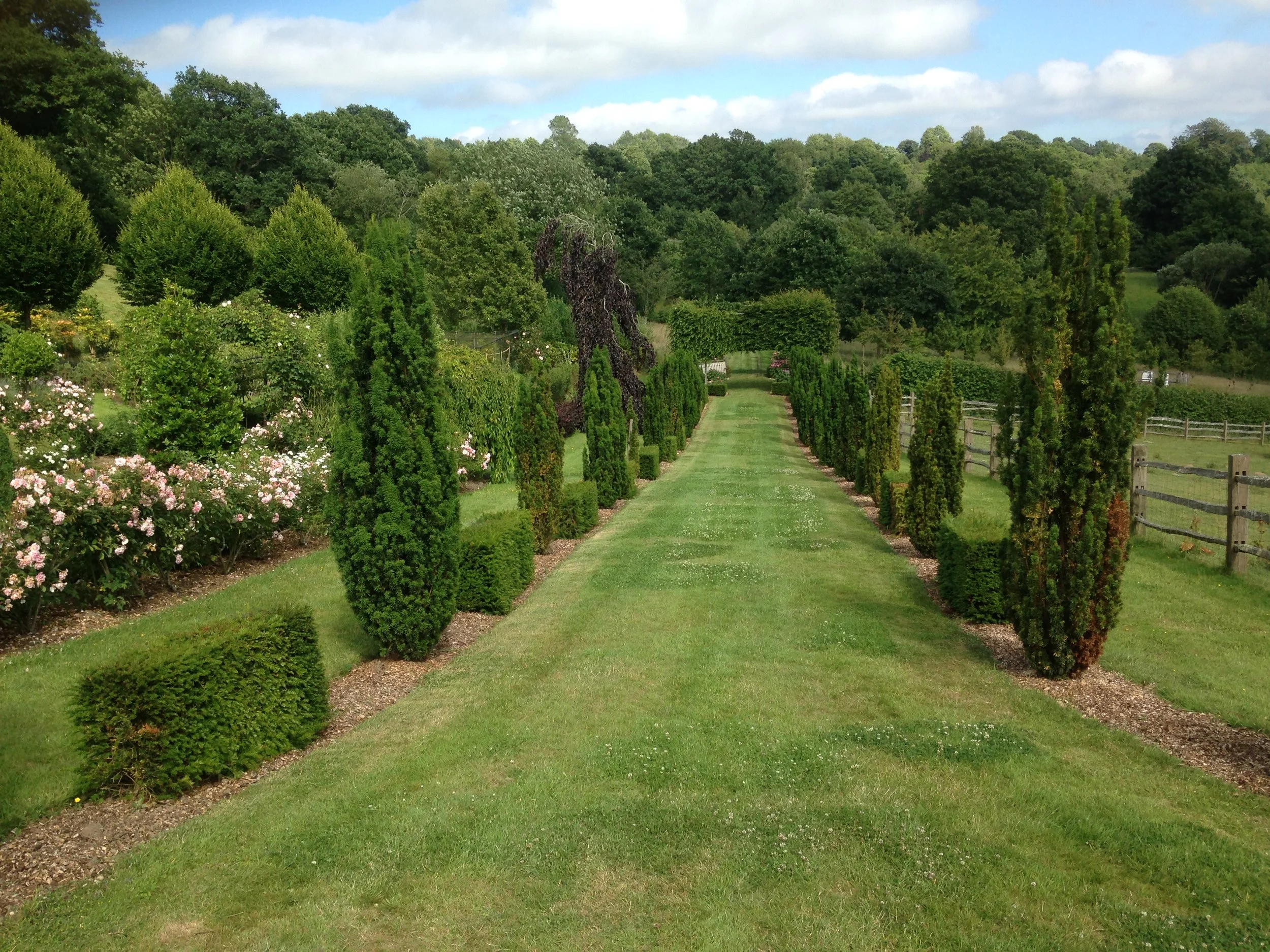 cypress tree walkway pruned topiary and roses.JPG