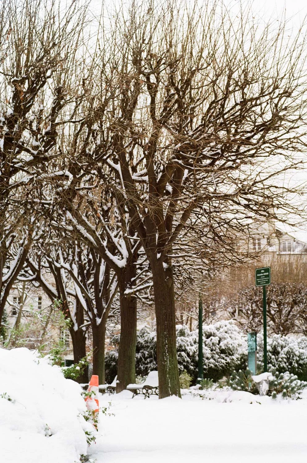 Trees under snow, Paris