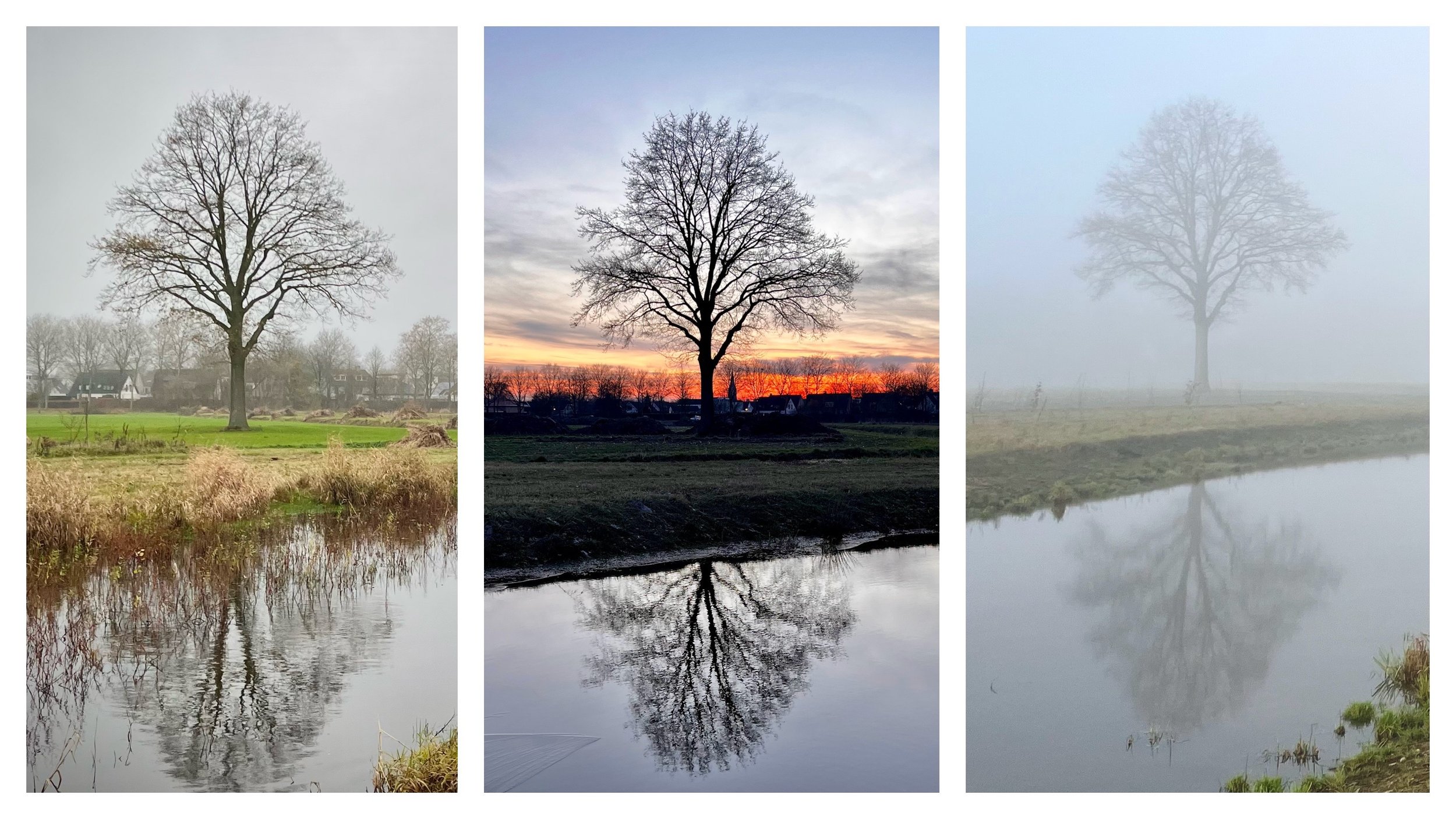 De boom die altijd verandert — en toch hetzelfde blijft