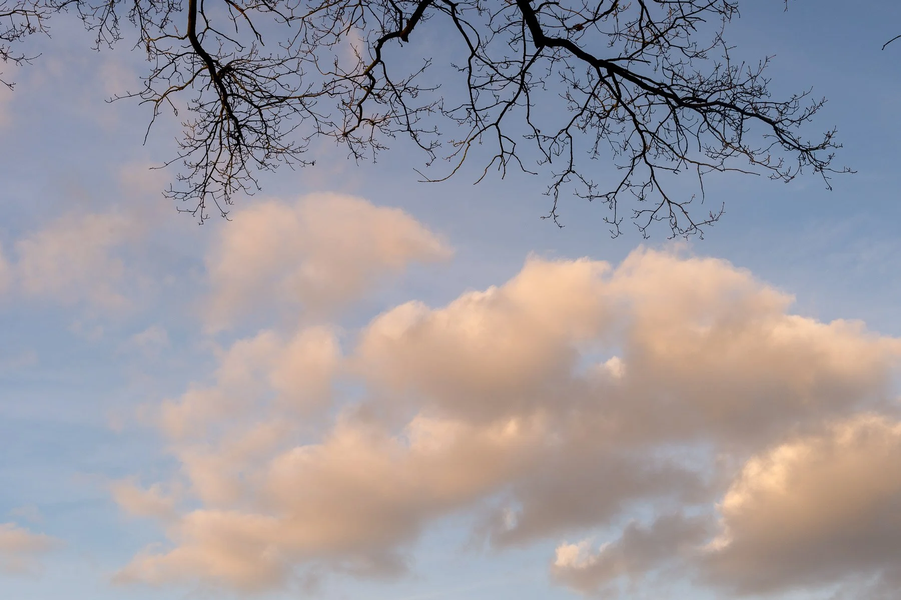 Aandachtig Zien in Natuur en Beeld; een verstilde ervaring in natuur en fotografie