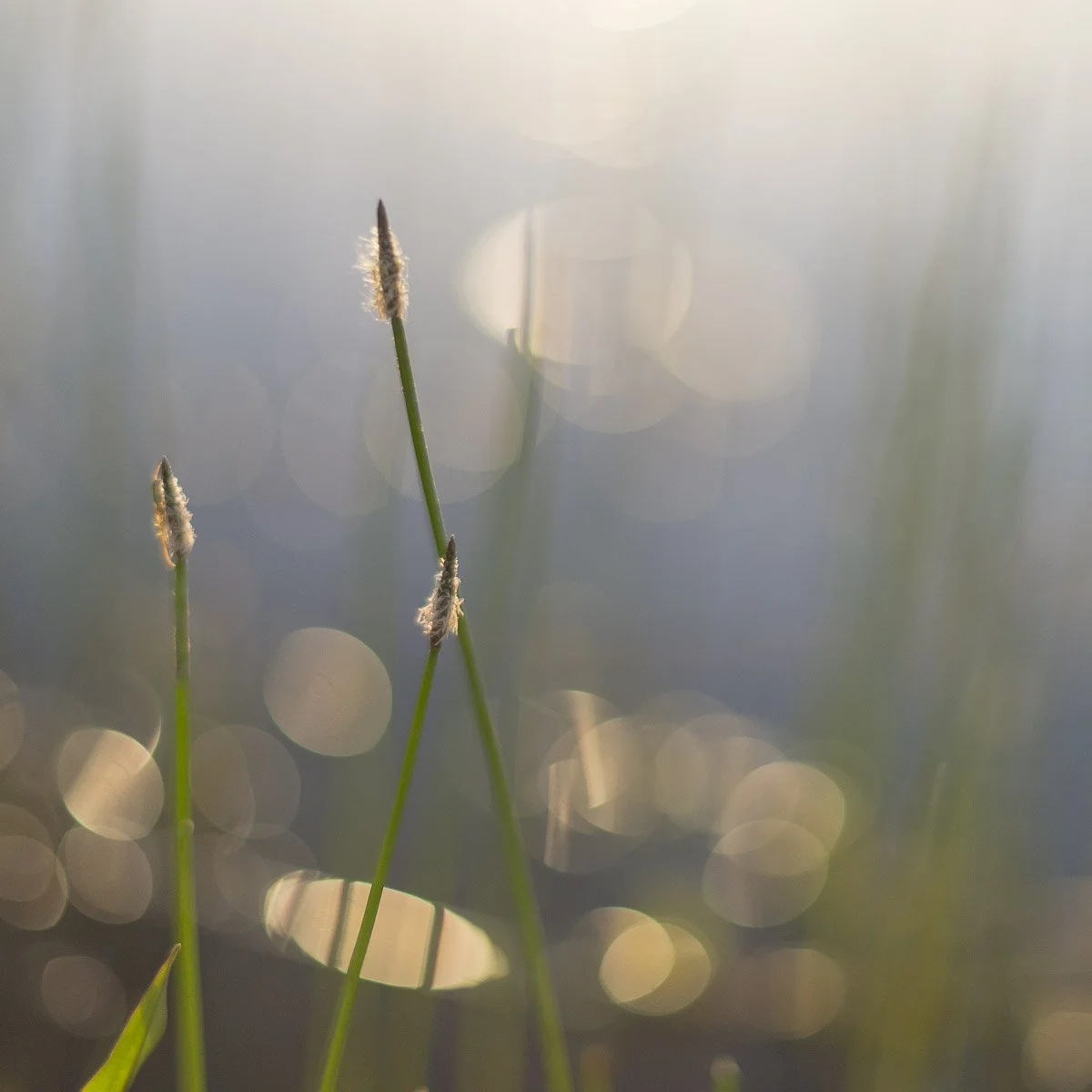 Verstilde Ervaring in Natuur &amp; Beeld. Groei.