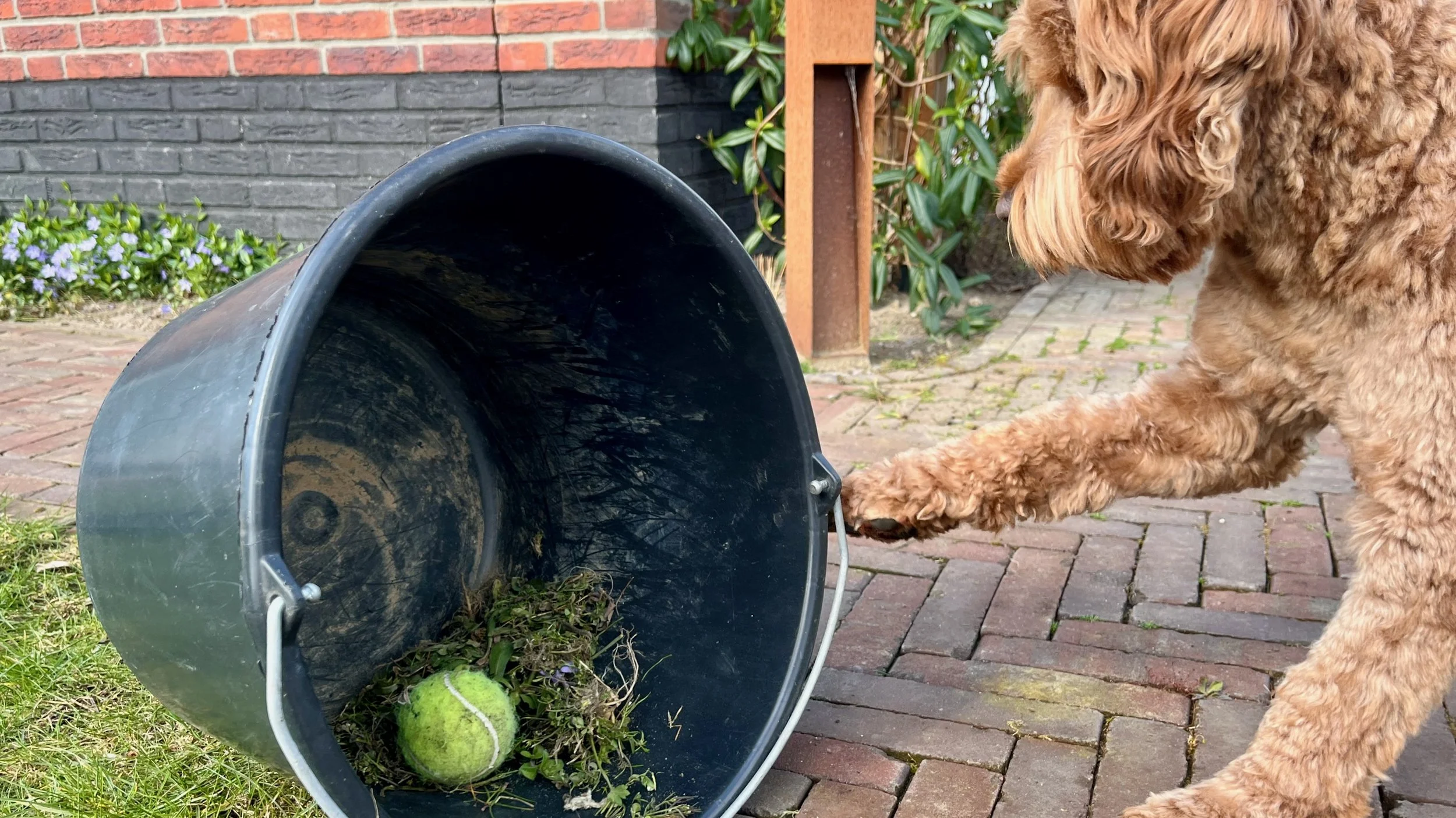 De bal en de emmer: Durf jij te pakken wat je werkelijk wilt?