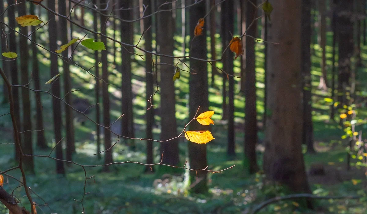 Soms moet je de zoomlens vastzetten om écht te zien