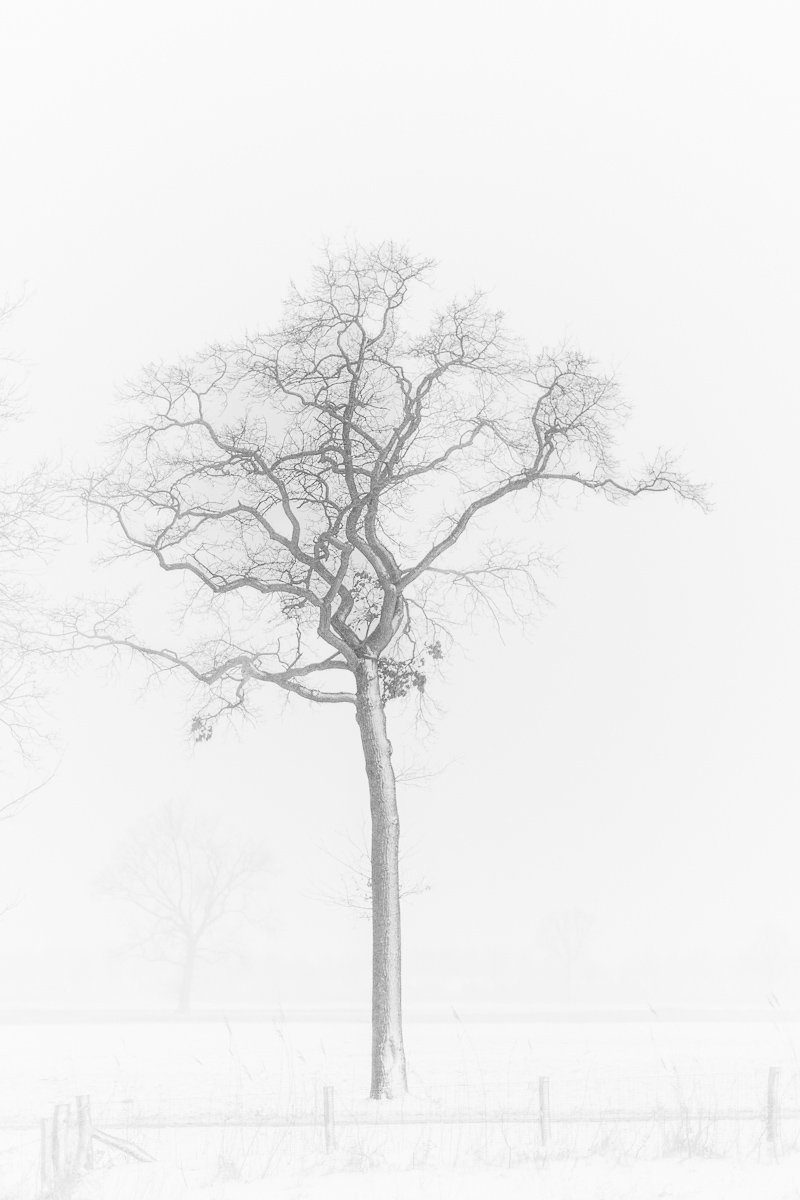 20210207_C-boom in de sneeuw _001.jpg