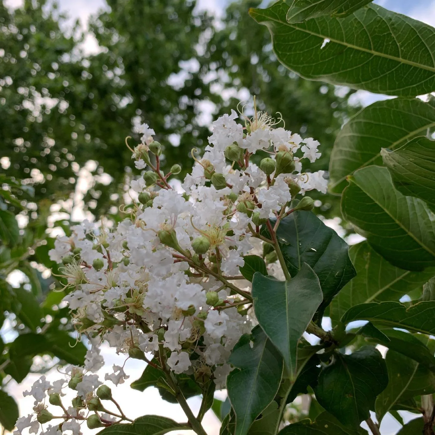 😍 Natchez Crape Myrtle