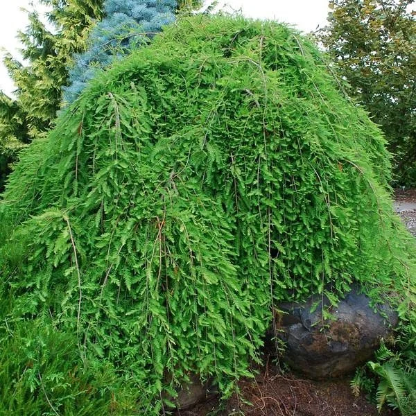 Bald Cypress ‘Falling Waters’ 15 gallon are on the way! These are such cool looking trees🌾 DM or text us for info 281-844-0534