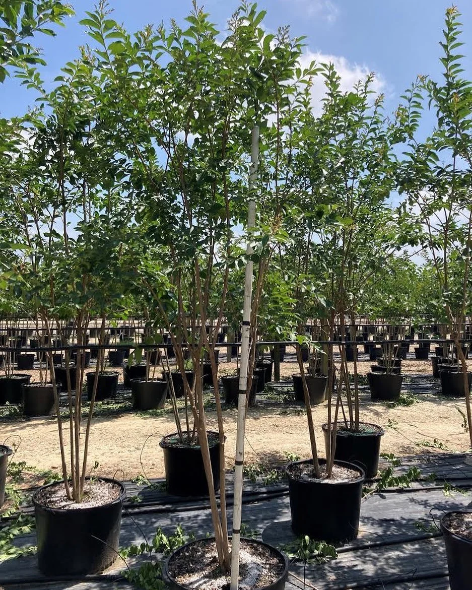 30 gallon Crape Myrtles are coming in☑️ Colors: Tuscarora (pink) & Natchez (white) call or text 281-844-0534 📞