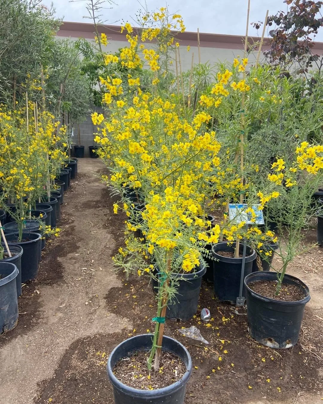 🟢 We have a special order of Palo Verde Trees coming in with 15 and 30 gallon sizes. Message us for more details ✔️