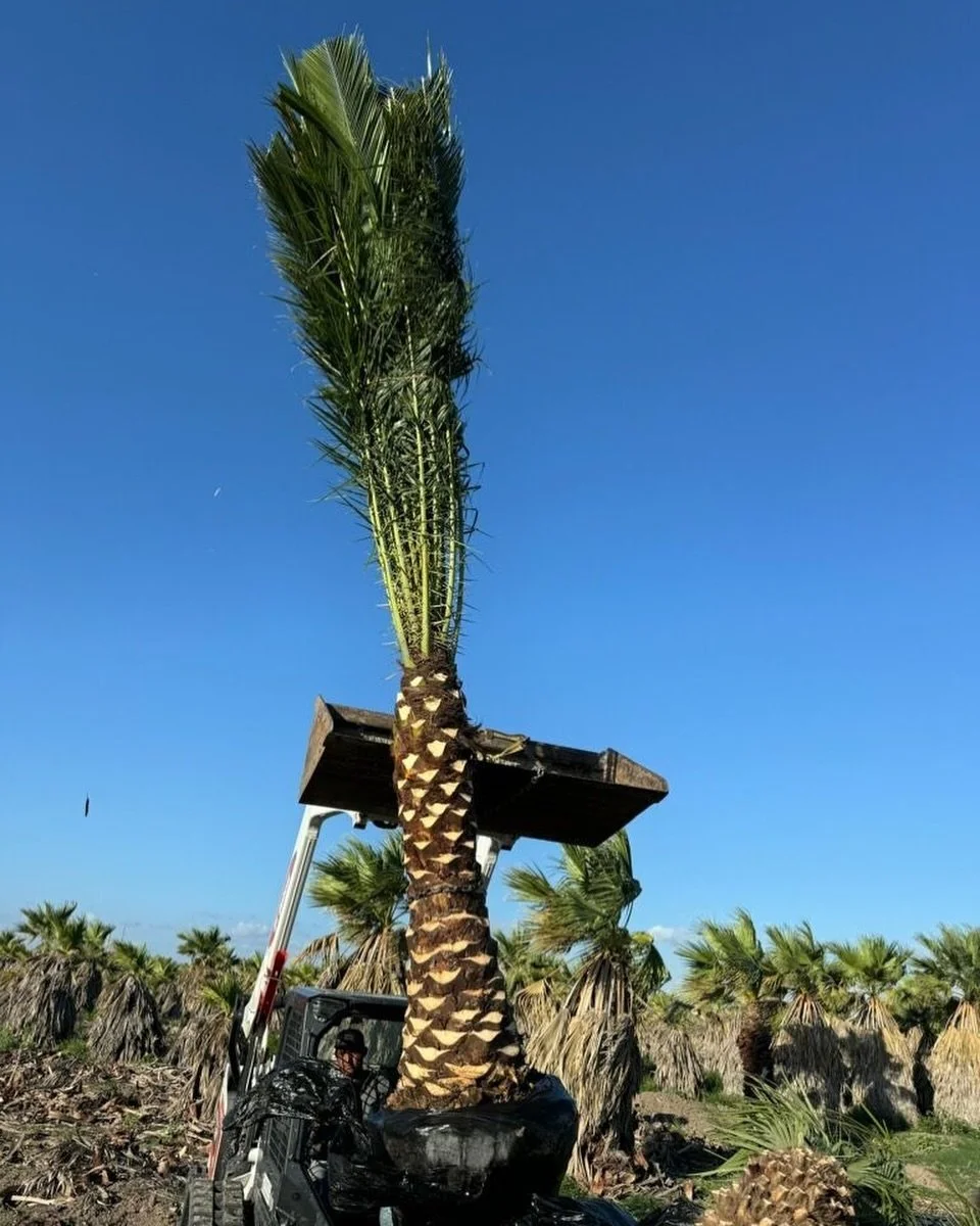 Palm install today on this fine Friday morning - give us a call if you need a quote 🌴 #houston #palms #landscapingdesign #garden