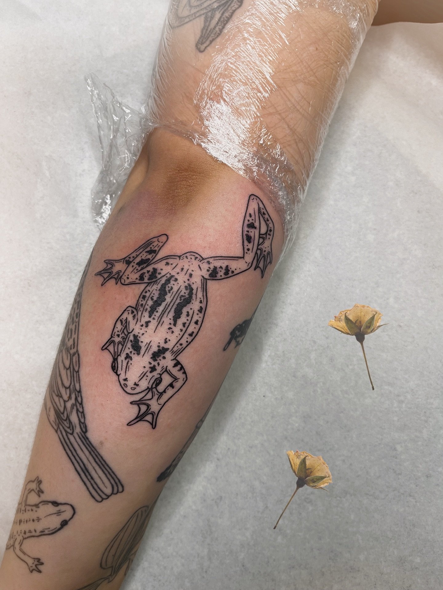 he's just a silly little guy!! kiitos K 🐸🤎
//
//
//
//
//
// tags //
#woodcut #woodcuttattoo #frogtattoo #woodcuttatuointi #tatuointihelsinki #tatuoinnithelsinki #tattoohelsinki #woodcuthelsinki #fineline #finelinetattoo #finelinetatuointi #naturet