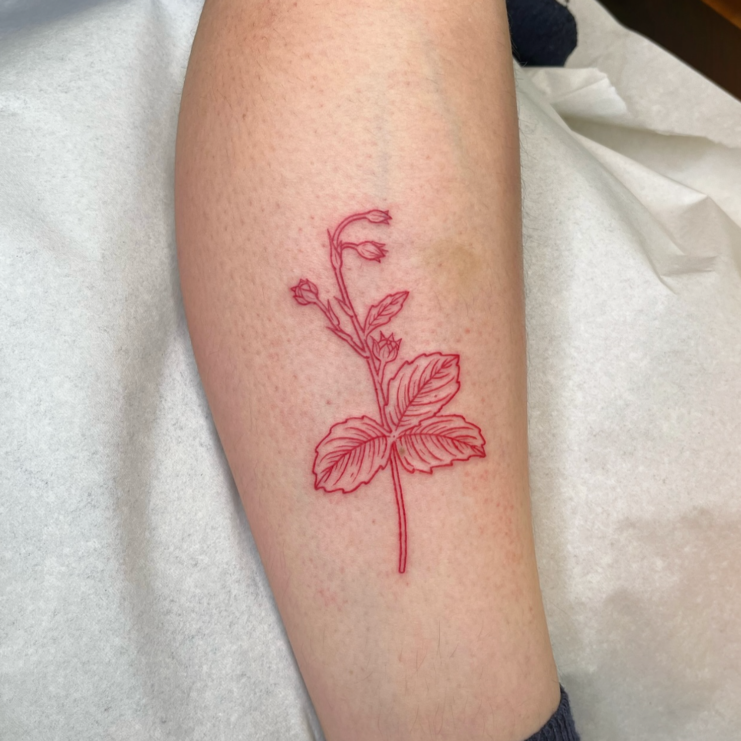 Red outline tattoo of a mint plant with leaves and buds on a person's arm.