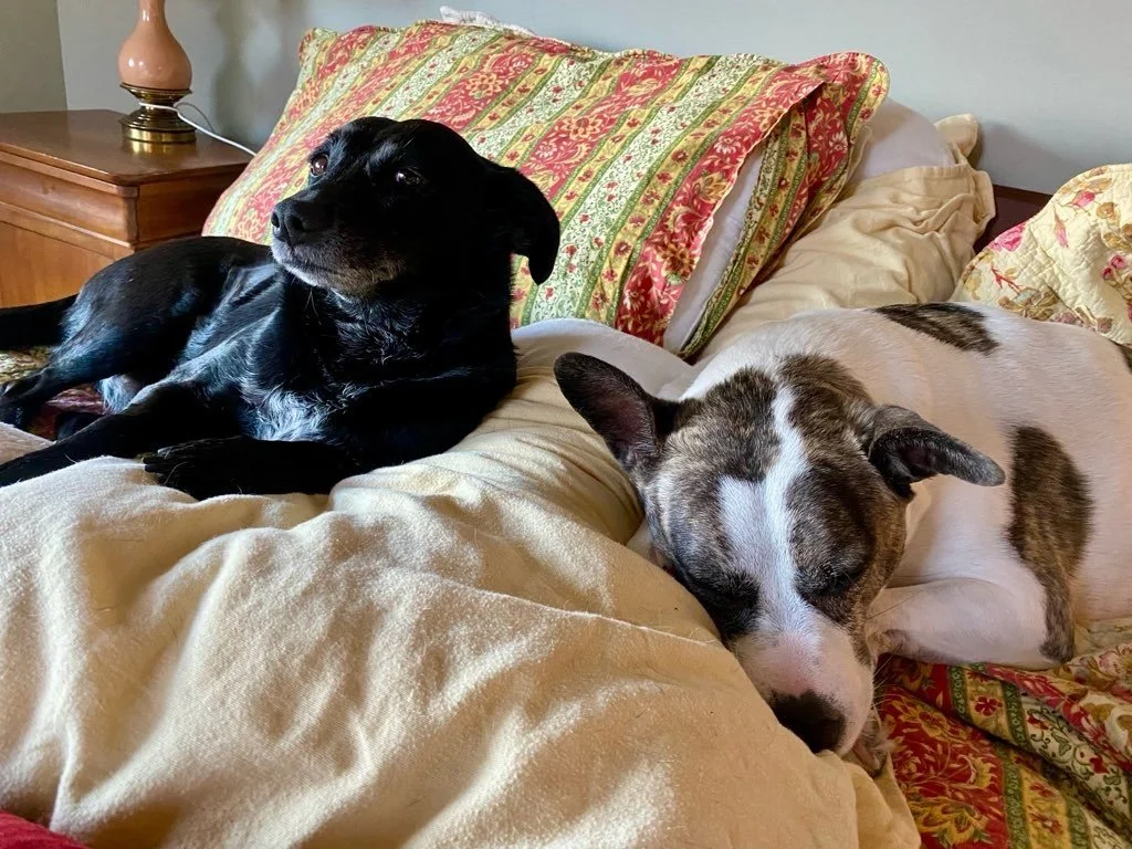 Happy Dogs Napping In Bed