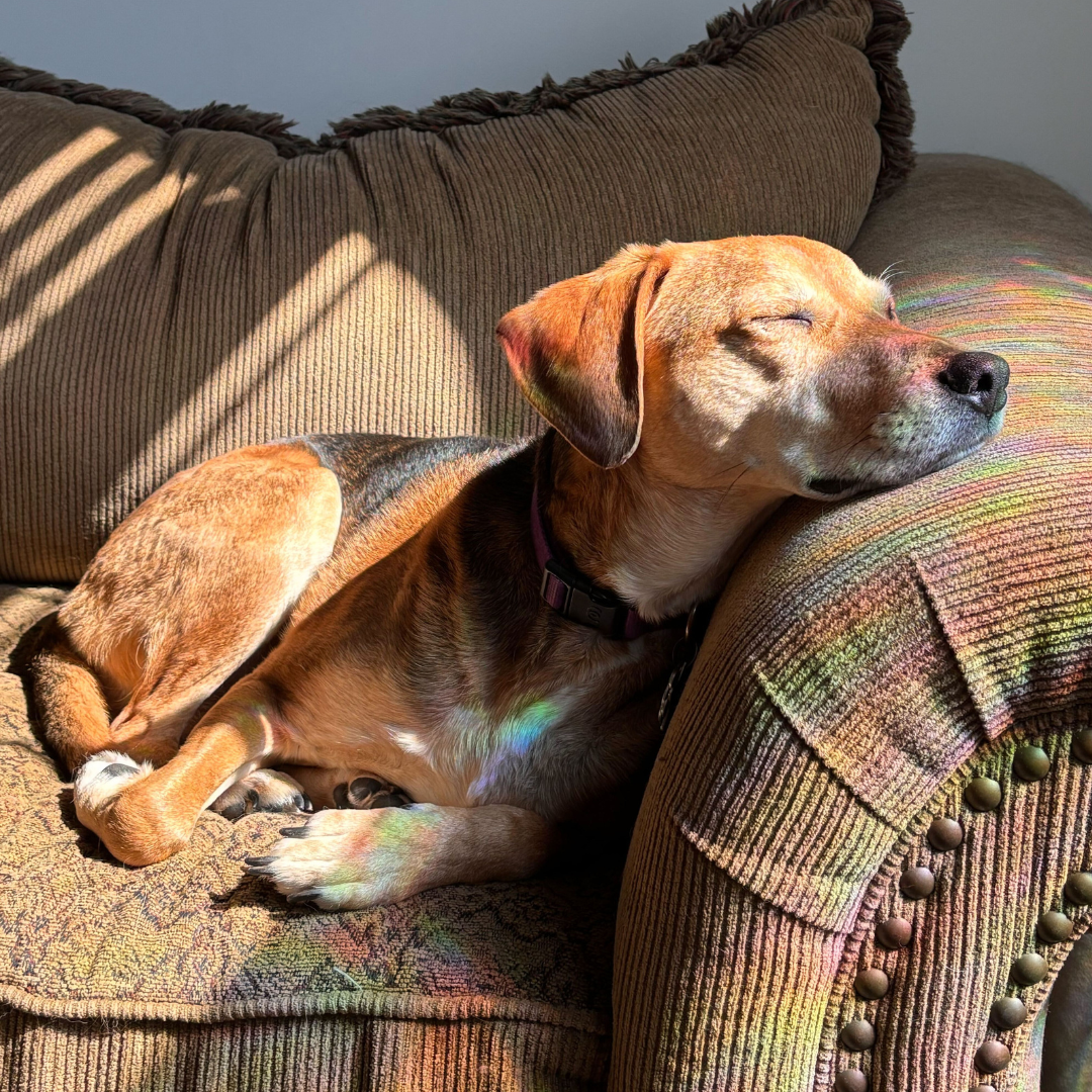 A Calmer Dog Starts With a Regulated Nervous System