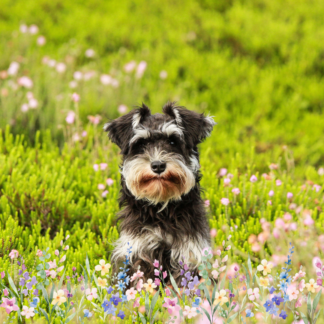 Spring Fever: When Your Dog Gets a Wild Hair