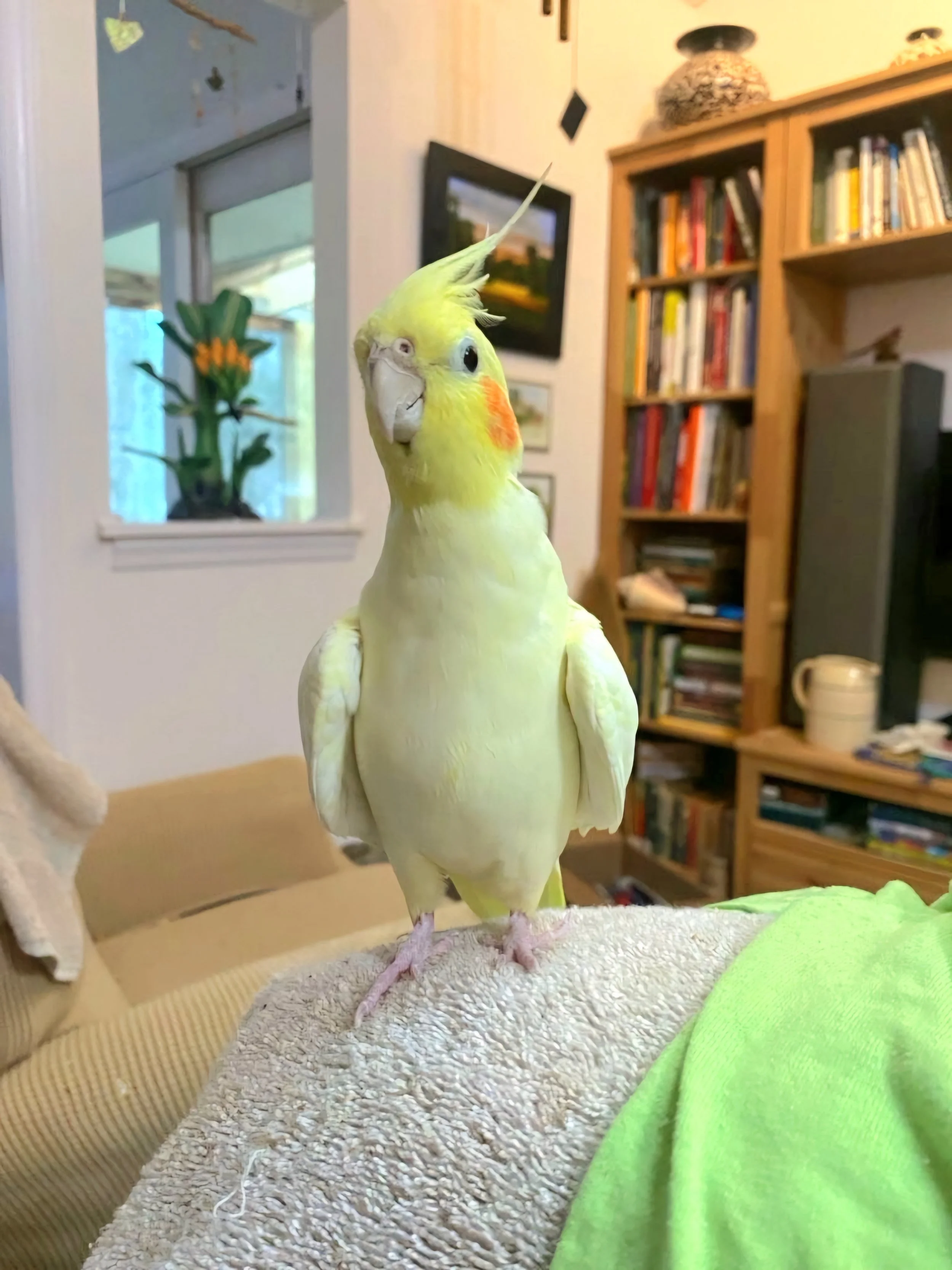 Yellow Bird