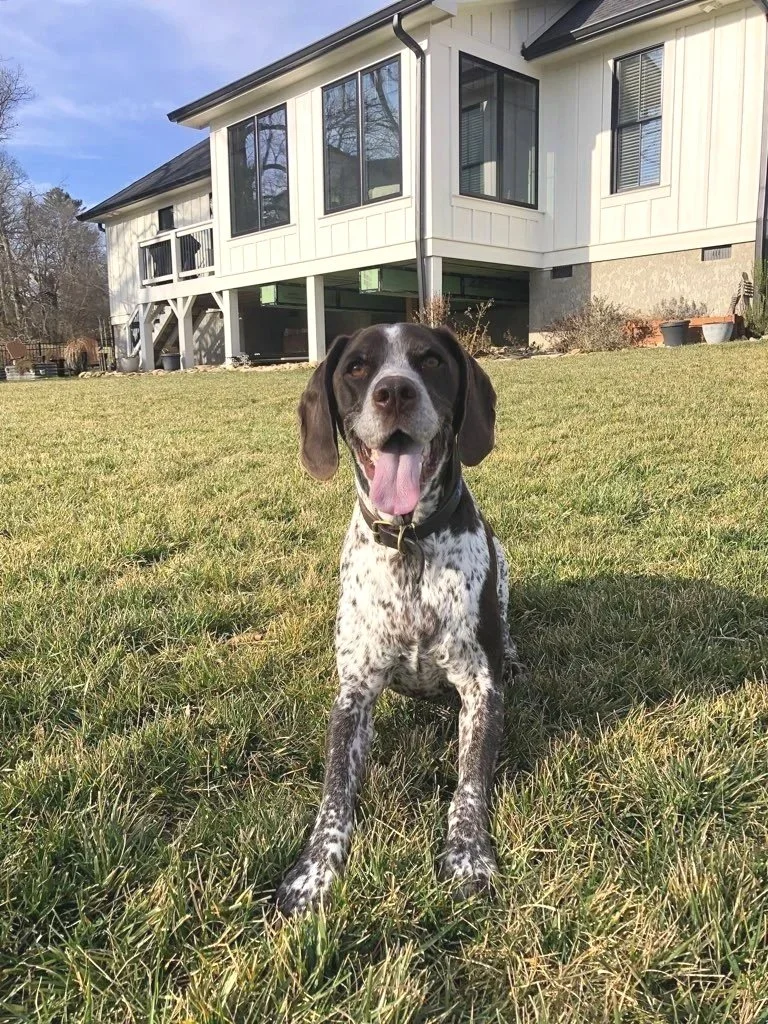Happy german shorthair pointer dog with tongue out
