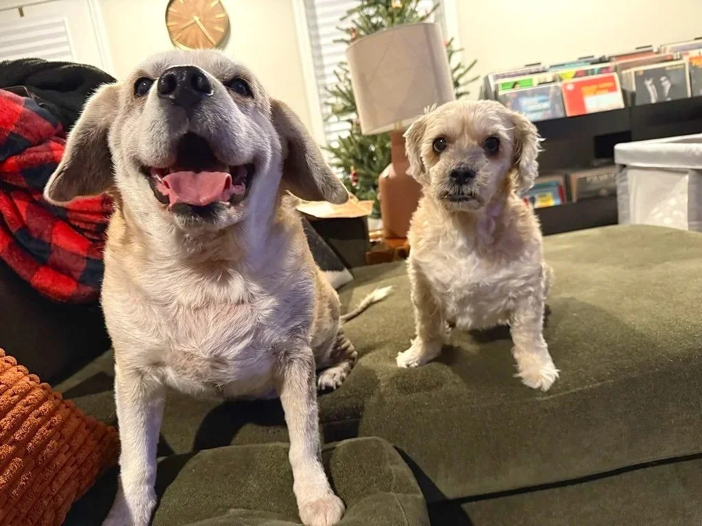 Happy Dogs during pet sitting visit