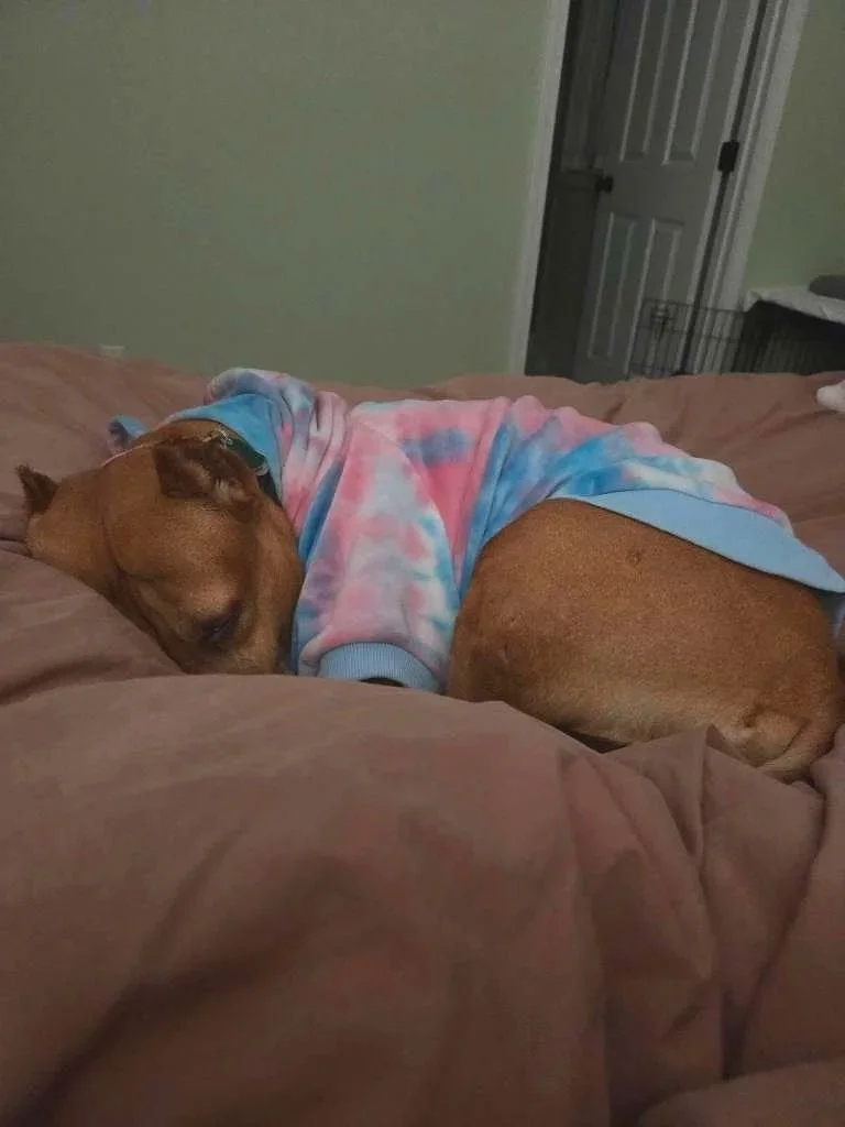 Pitbull comfy in bed wearing a hoodie