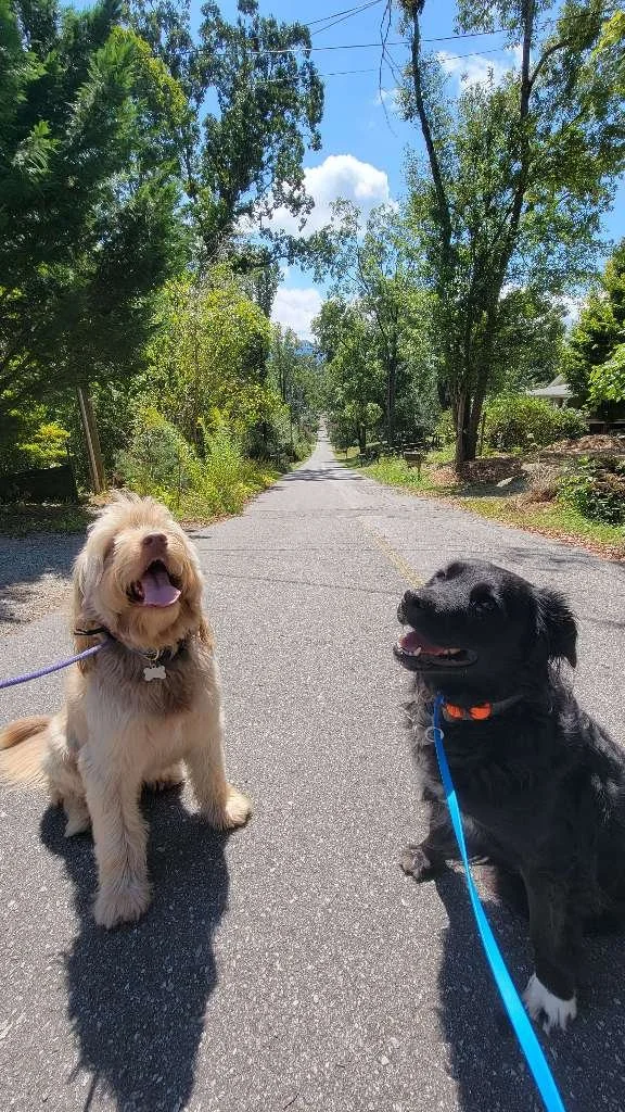 Two happy dogs on a walk